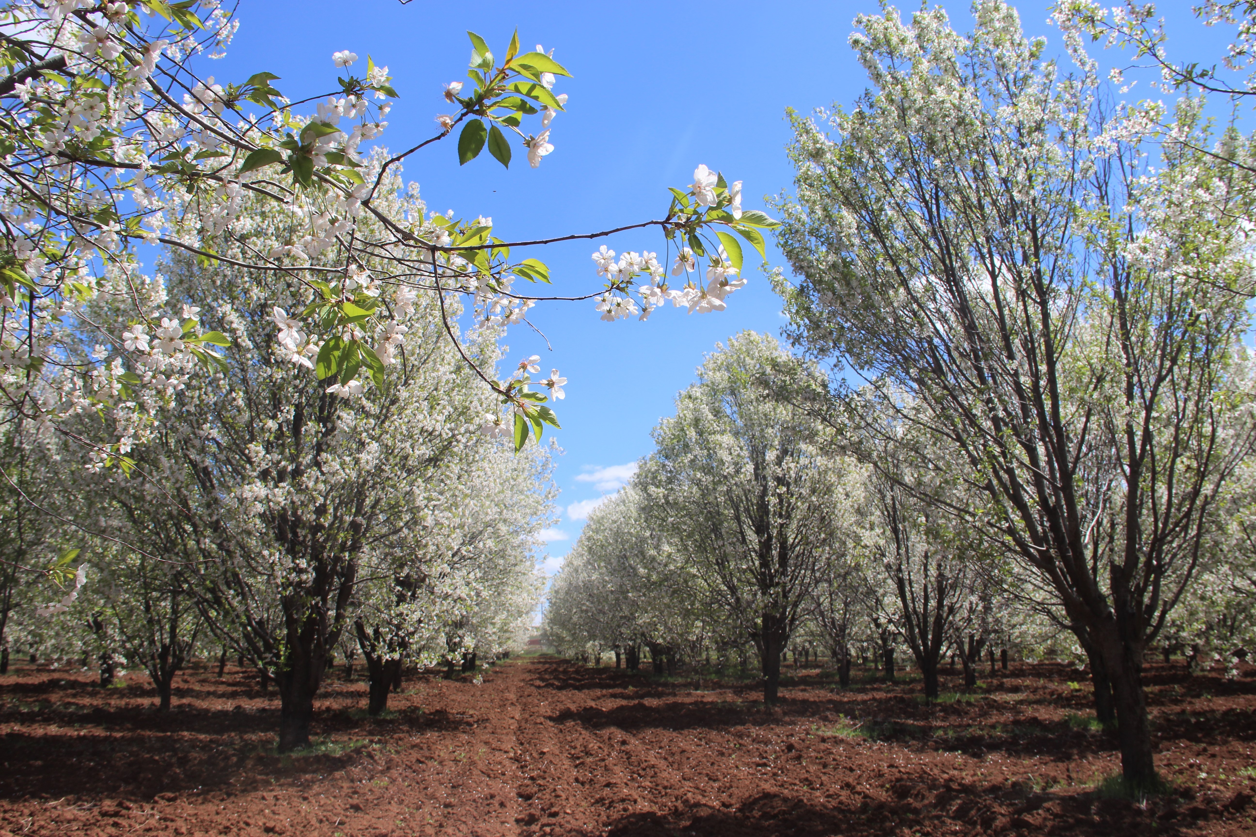 Çiçek açan vişne ağaçları görsel ziyafet sundu