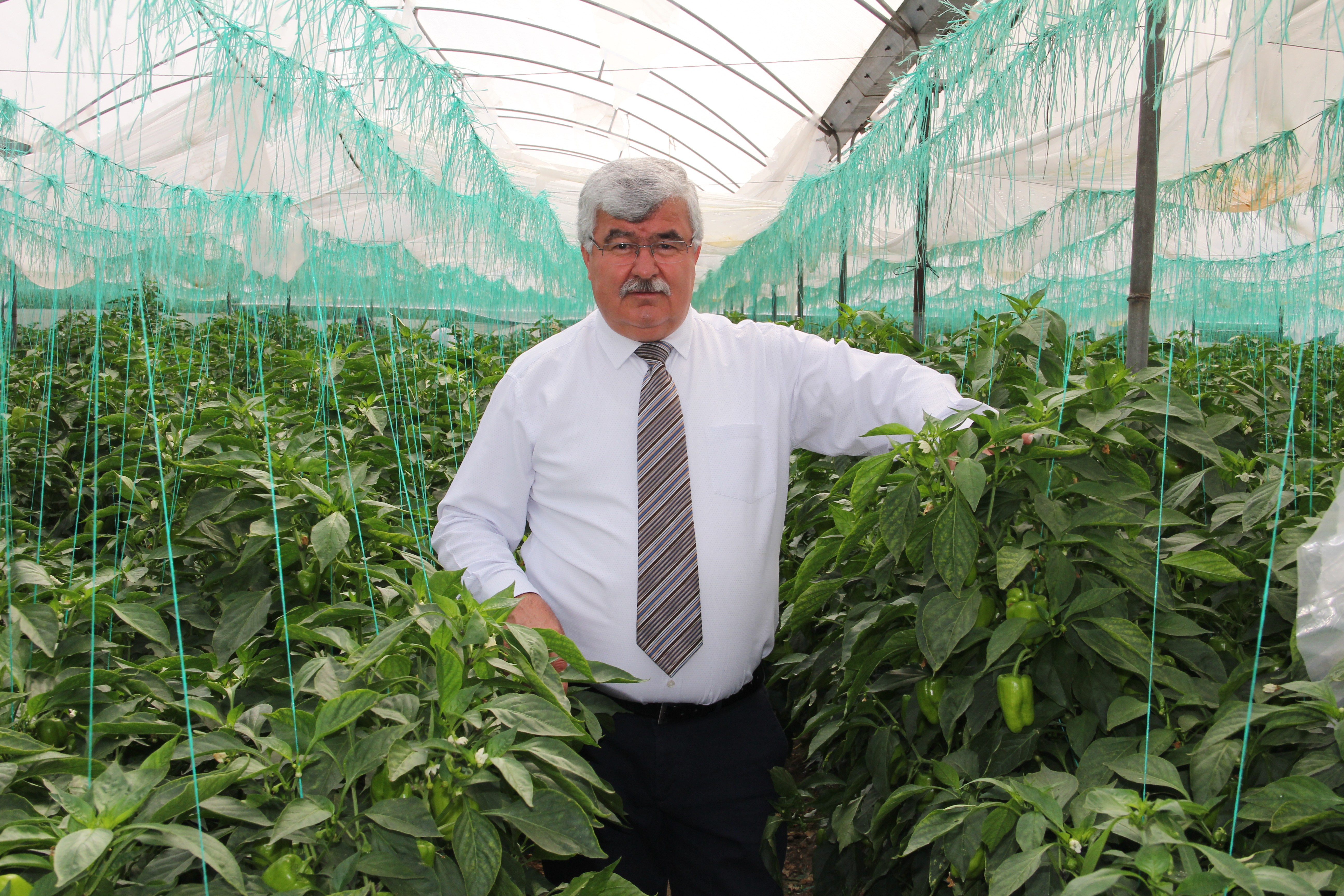 Herkes evdeyken onlar 40 derece sıcakta serada çalışıyor