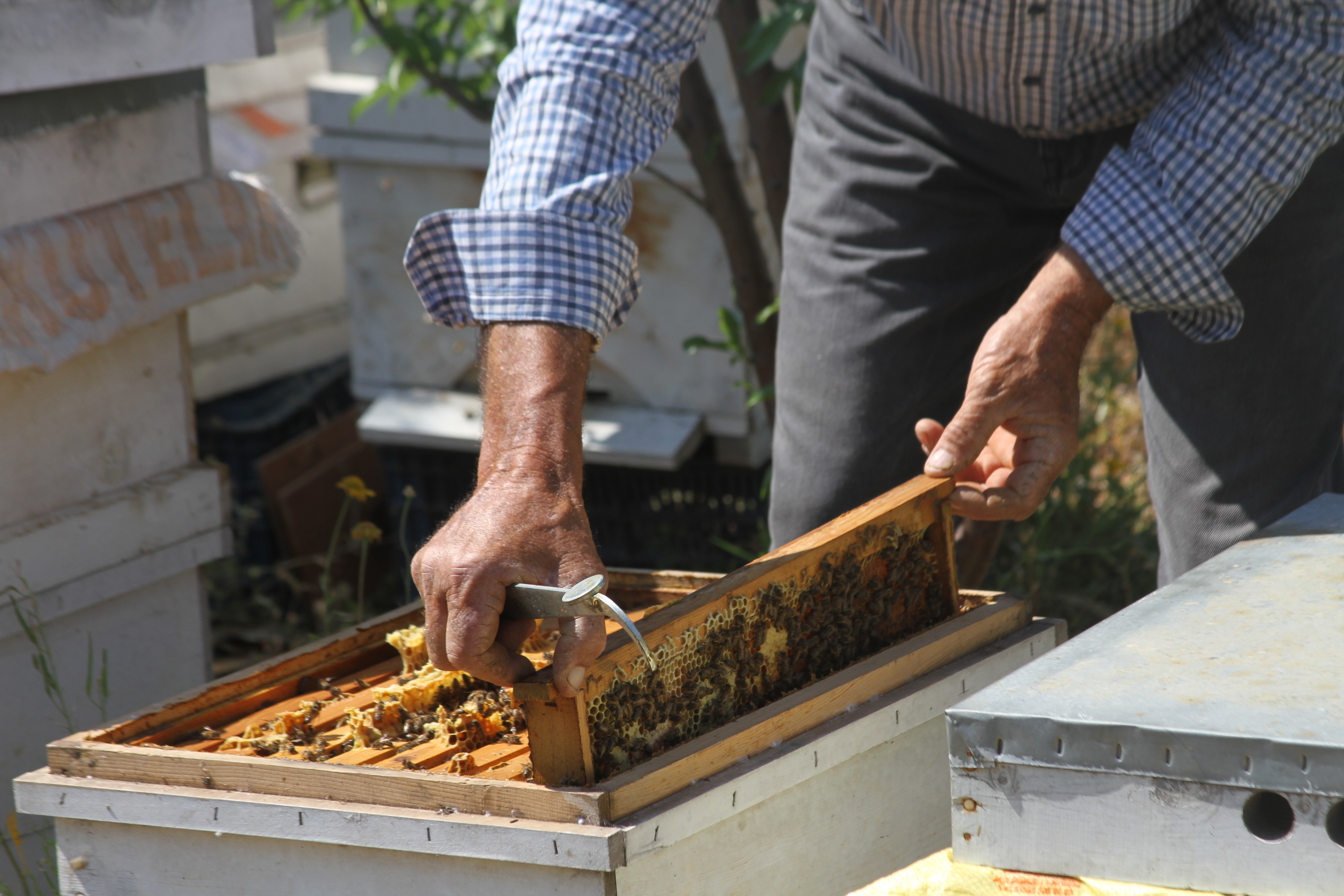 Arı dolu çıtayı öpüp, arıları eliyle tutuyor