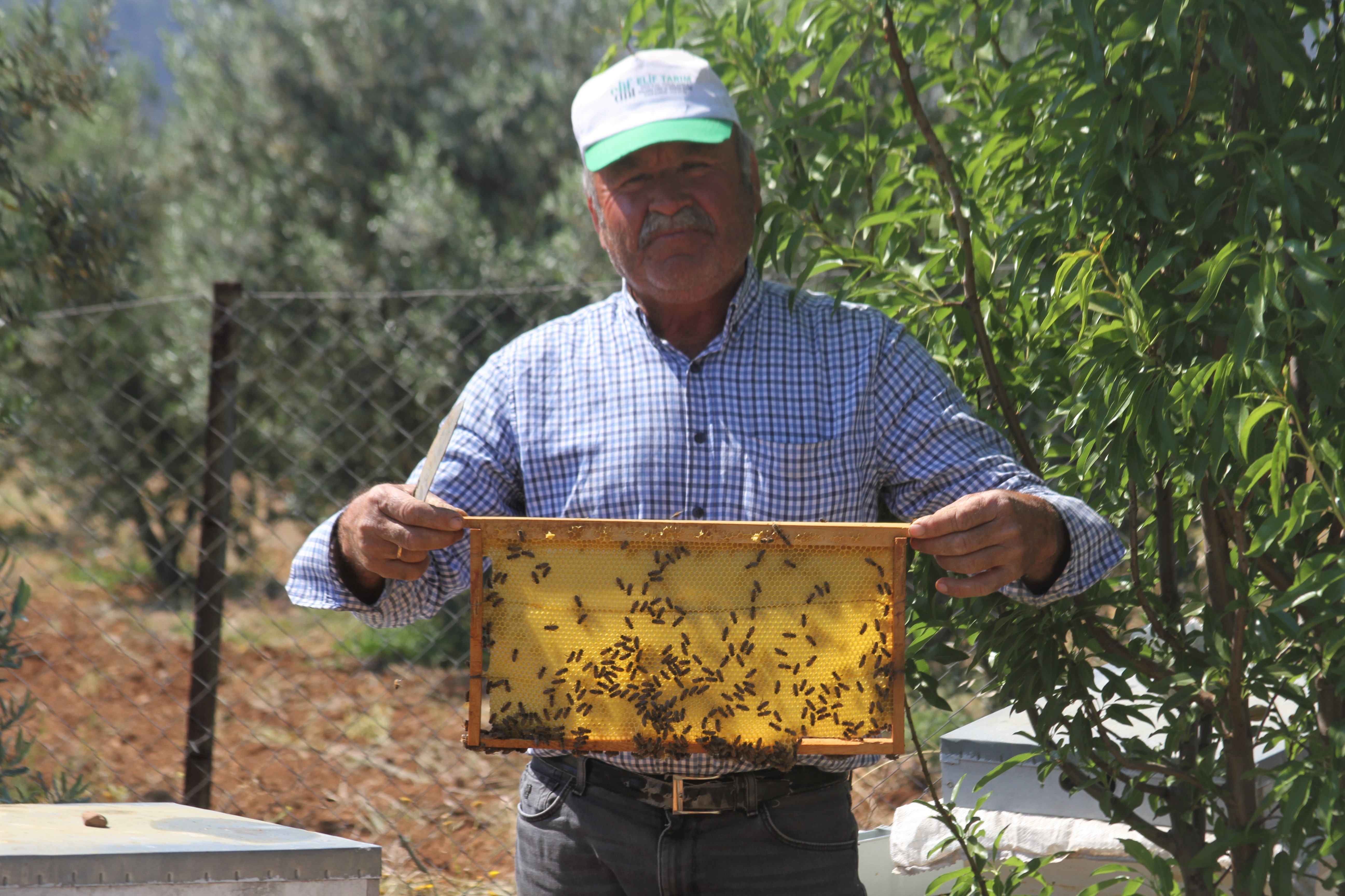 Arı dolu çıtayı öpüp, arıları eliyle tutuyor