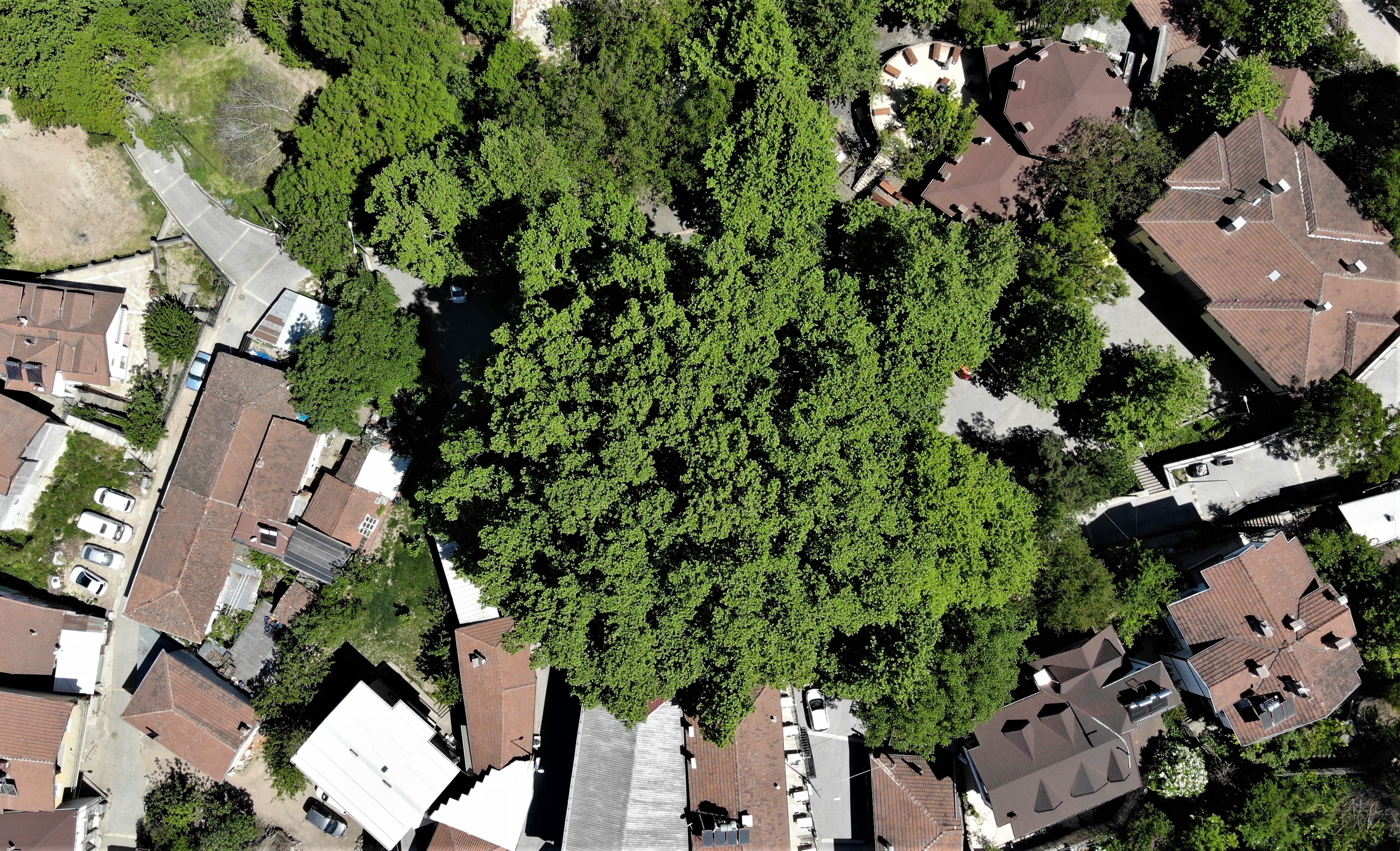 Dünyaca ünlü ulu çınar doğal güzelliğine kavuştu