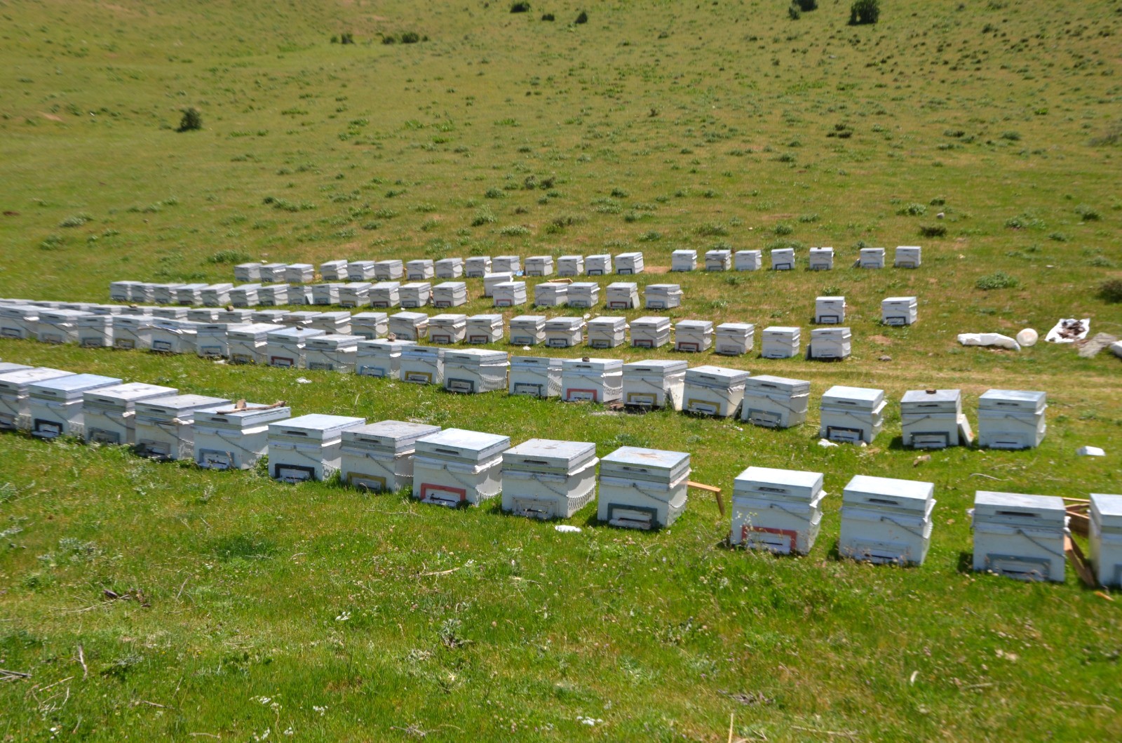 Bal arılarından Muş ekonomisine tatlı katkı