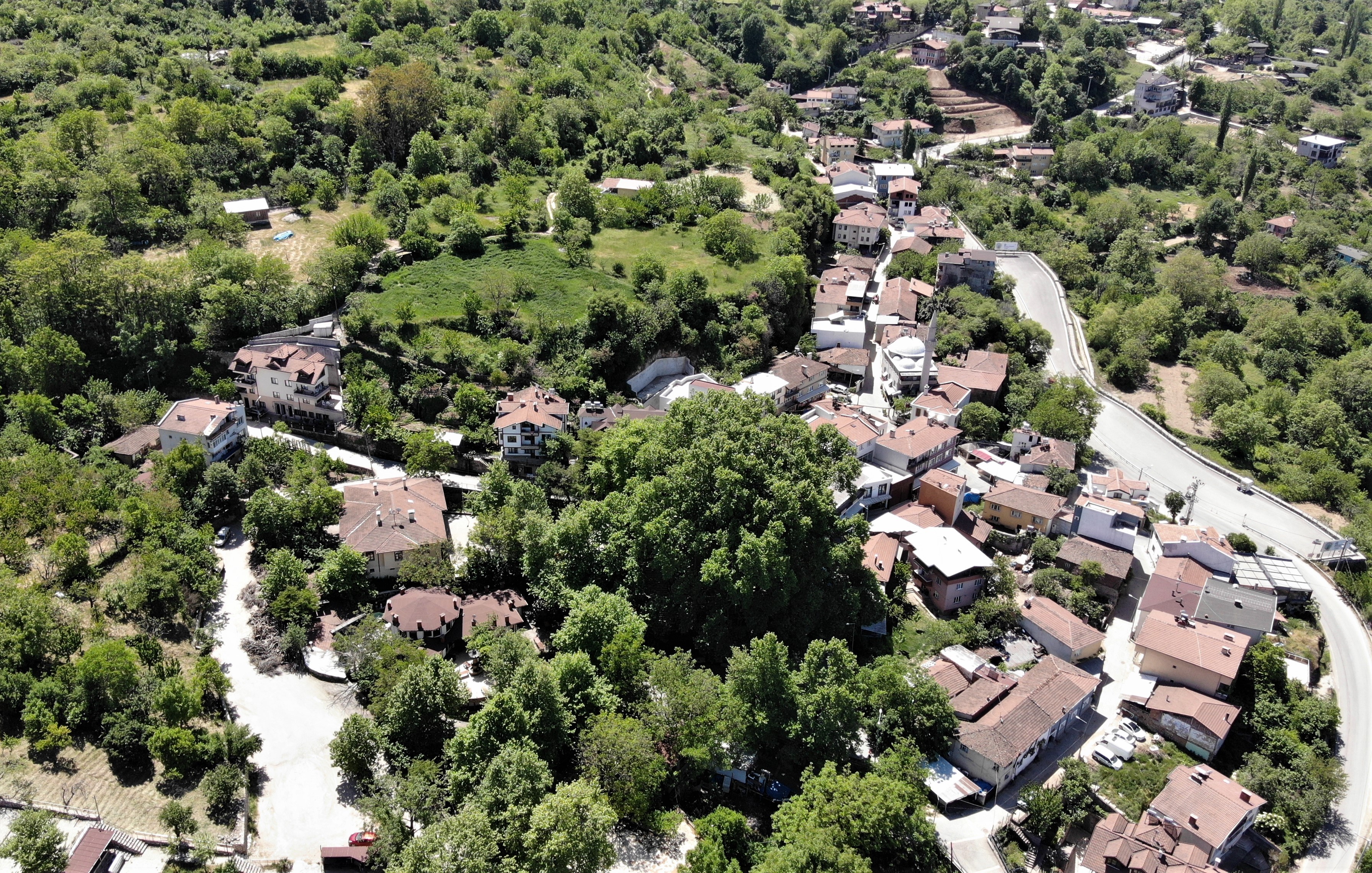 Dünyaca ünlü ulu çınar doğal güzelliğine kavuştu