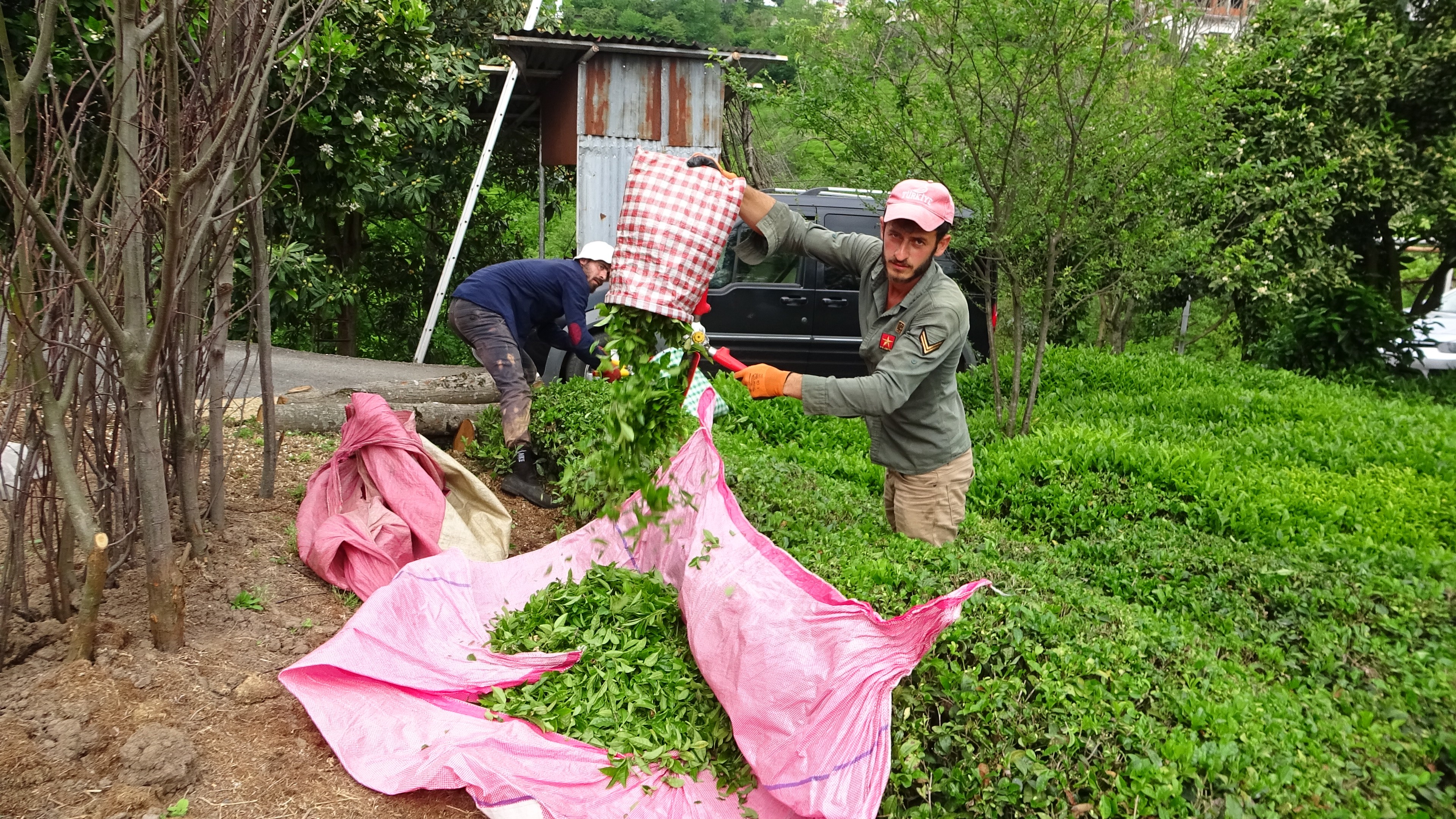 Yaş çay sezonu açıldı