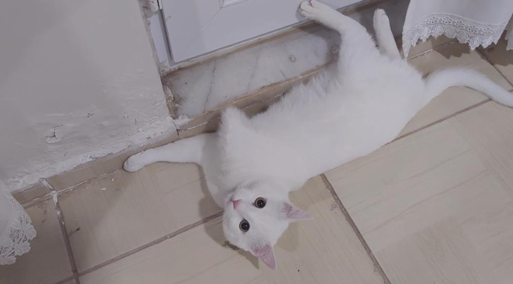 Yaptığı protezle engelli kedinin yeniden koşmasını sağladı