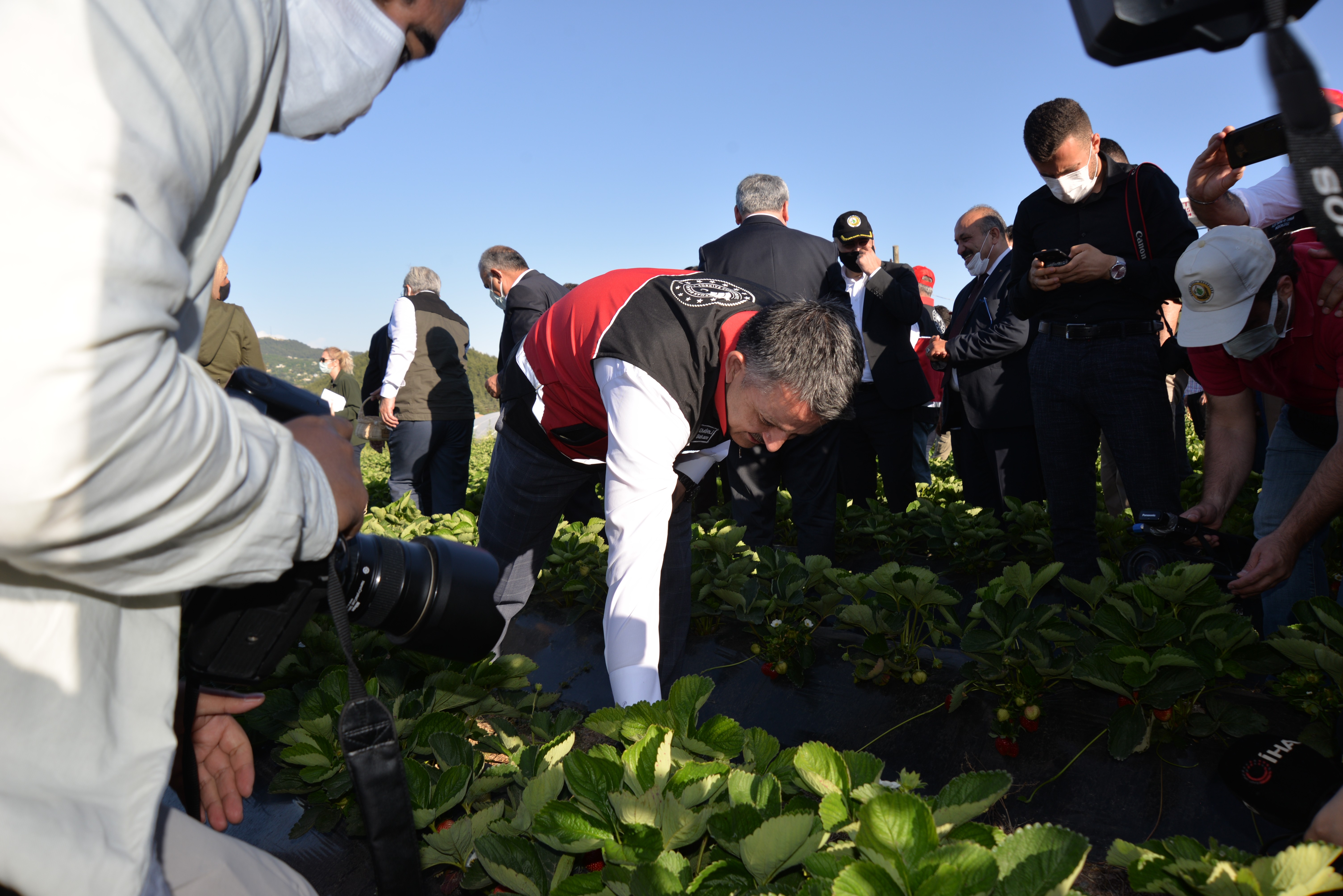 Bakan Pakdemirli, Yayladağı’nda çilek hasadına katıldı