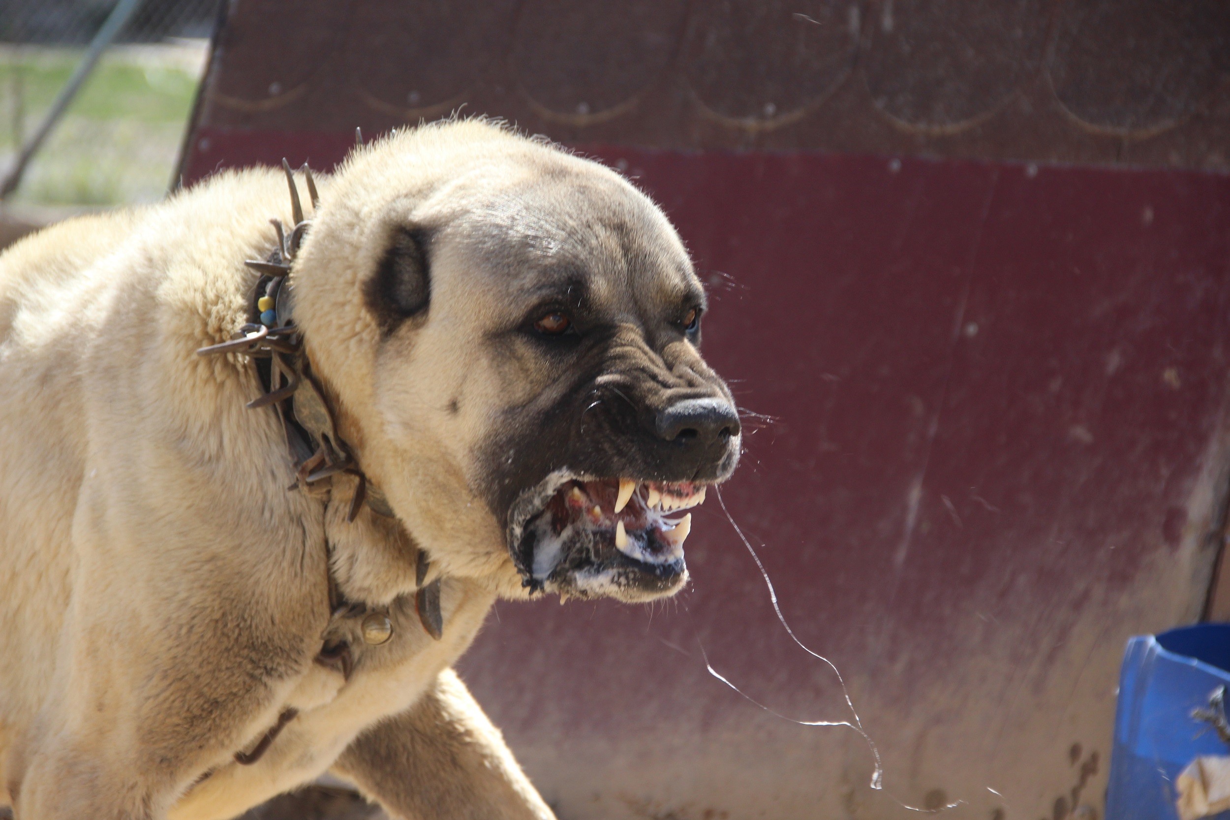 Dünyaca ünlü Kangal köpekleri o ildeki cezaevlerini koruyacak İhlas Haber  Ajansı