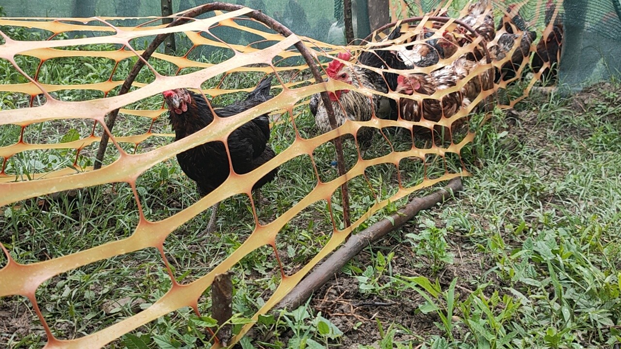 Tavuklara tünelle transit geçiş