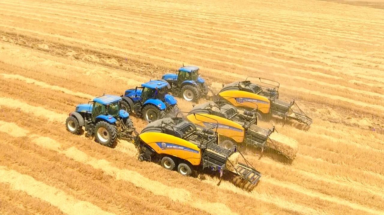 Dünyanın en büyük çiftliğinde buğday hasadı başladı