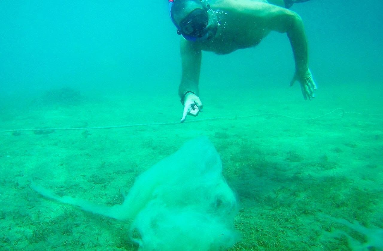 Ata Demirer Kuzey Ege'de ‘salya’ tehlikesine dikkat çekti