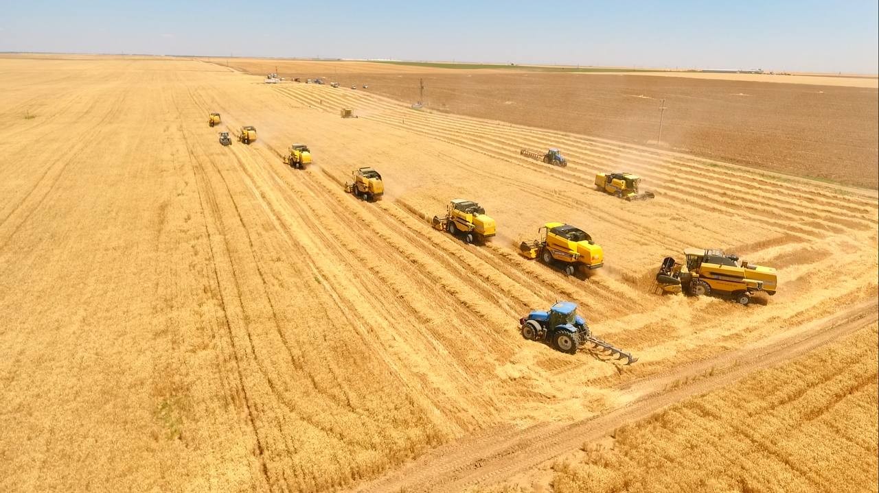 Dünyanın en büyük çiftliğinde buğday hasadı başladı