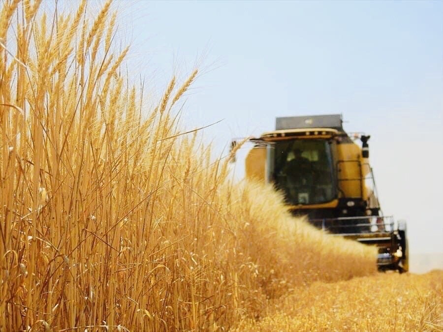 Dünyanın en büyük çiftliğinde buğday hasadı başladı
