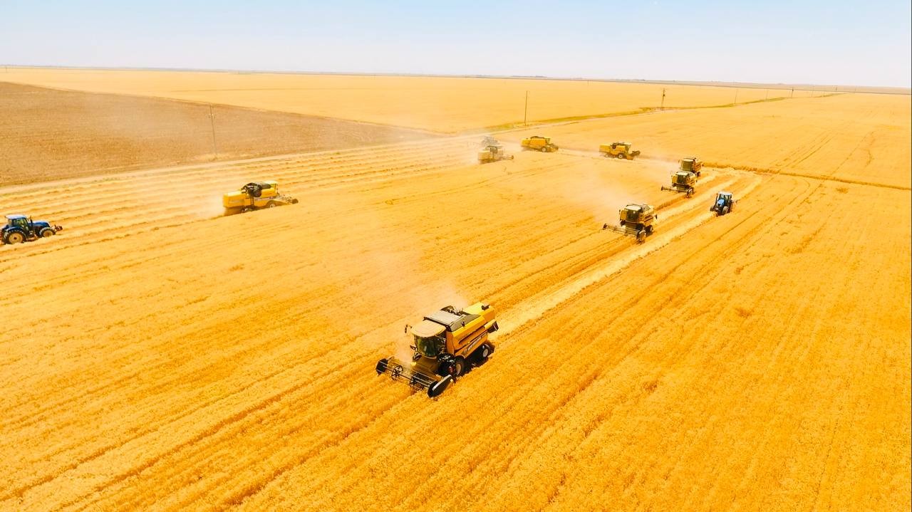 Dünyanın en büyük çiftliğinde buğday hasadı başladı