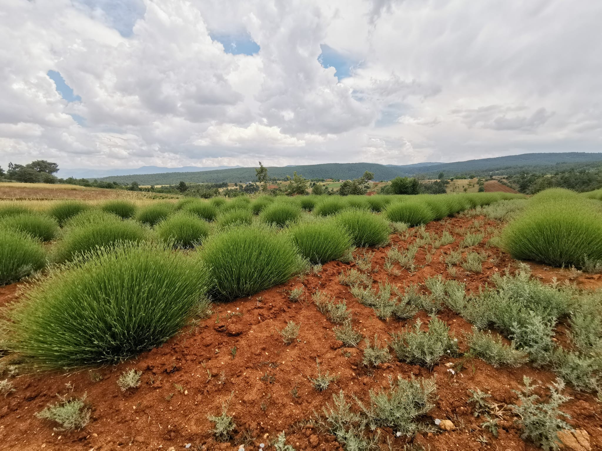Deterjan ve kozmetik fabrikalarının gözdesi o köy hasada hazırlanıyor