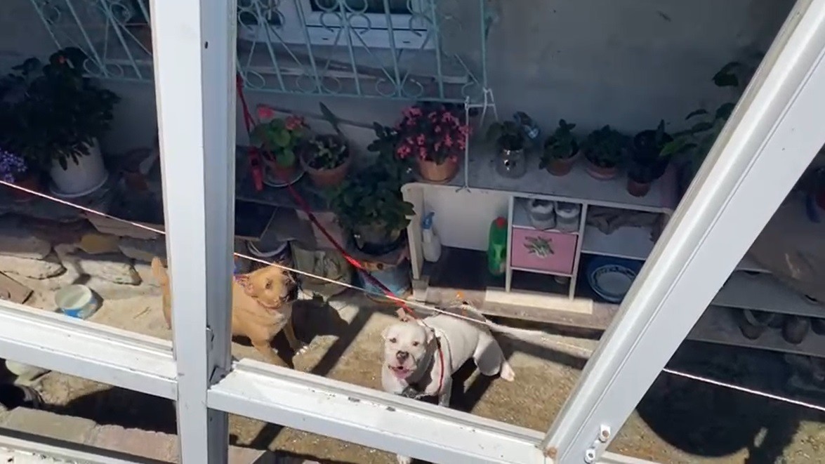 Başakşehir’de 16 yaşındaki kıza pitbullar saldırdı