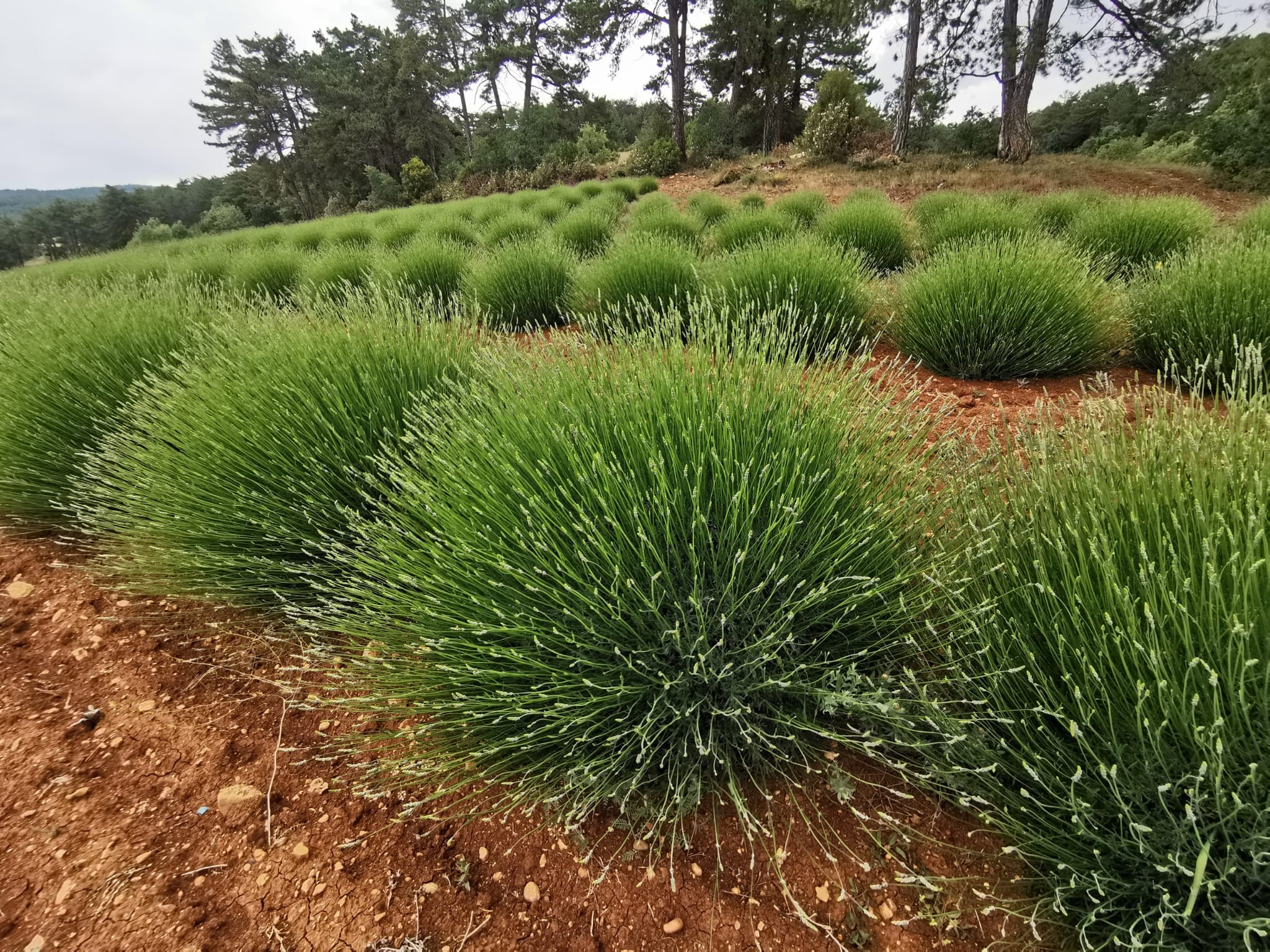 Deterjan ve kozmetik fabrikalarının gözdesi o köy hasada hazırlanıyor
