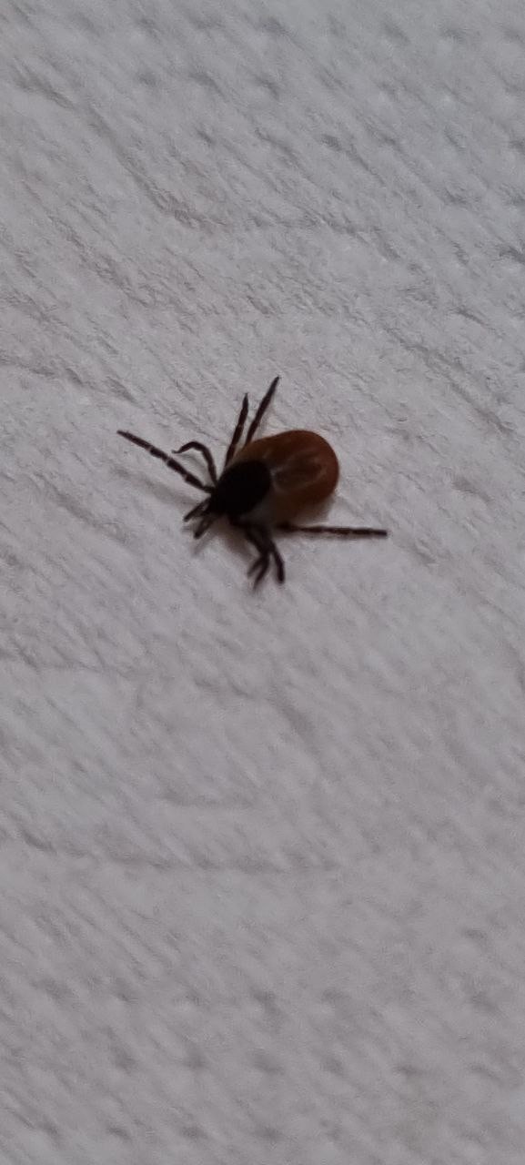 Bu hatalar öldürebilir: Kene ısırırsa bunu yapmayın