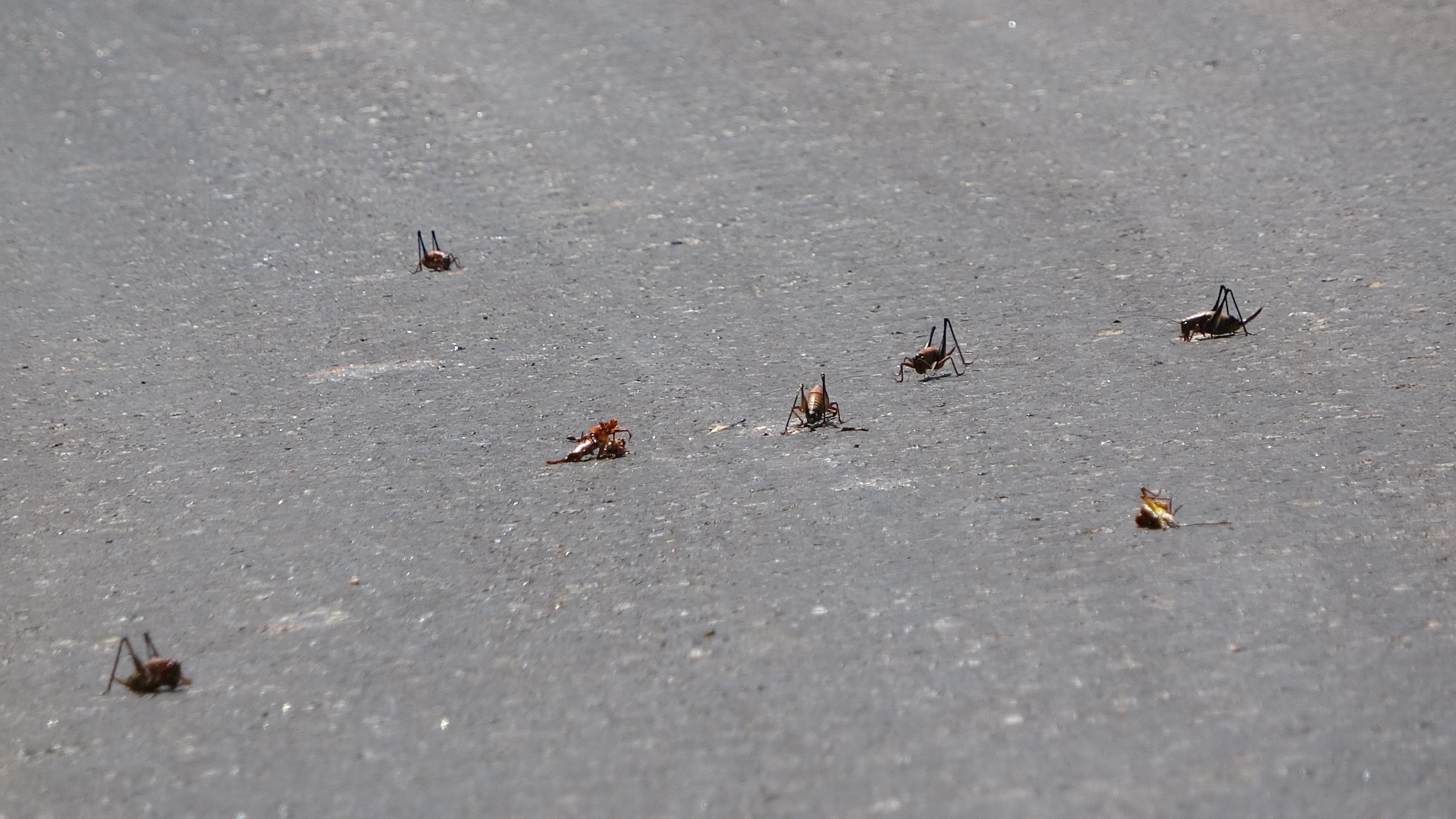 Muşlu çiftçilerin çekirge endişesi