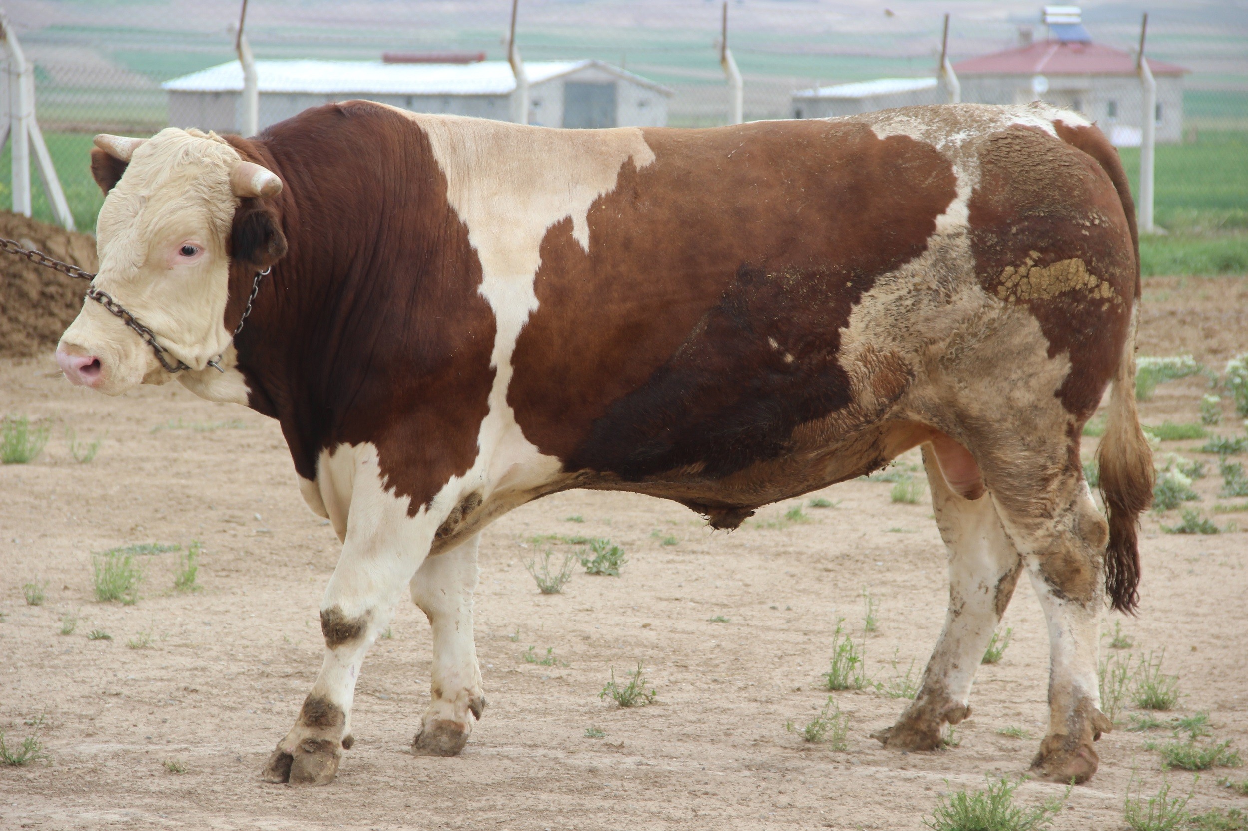 Fiyatıyla dudak uçuklatıyor, görenler gözlerine inanamıyor
