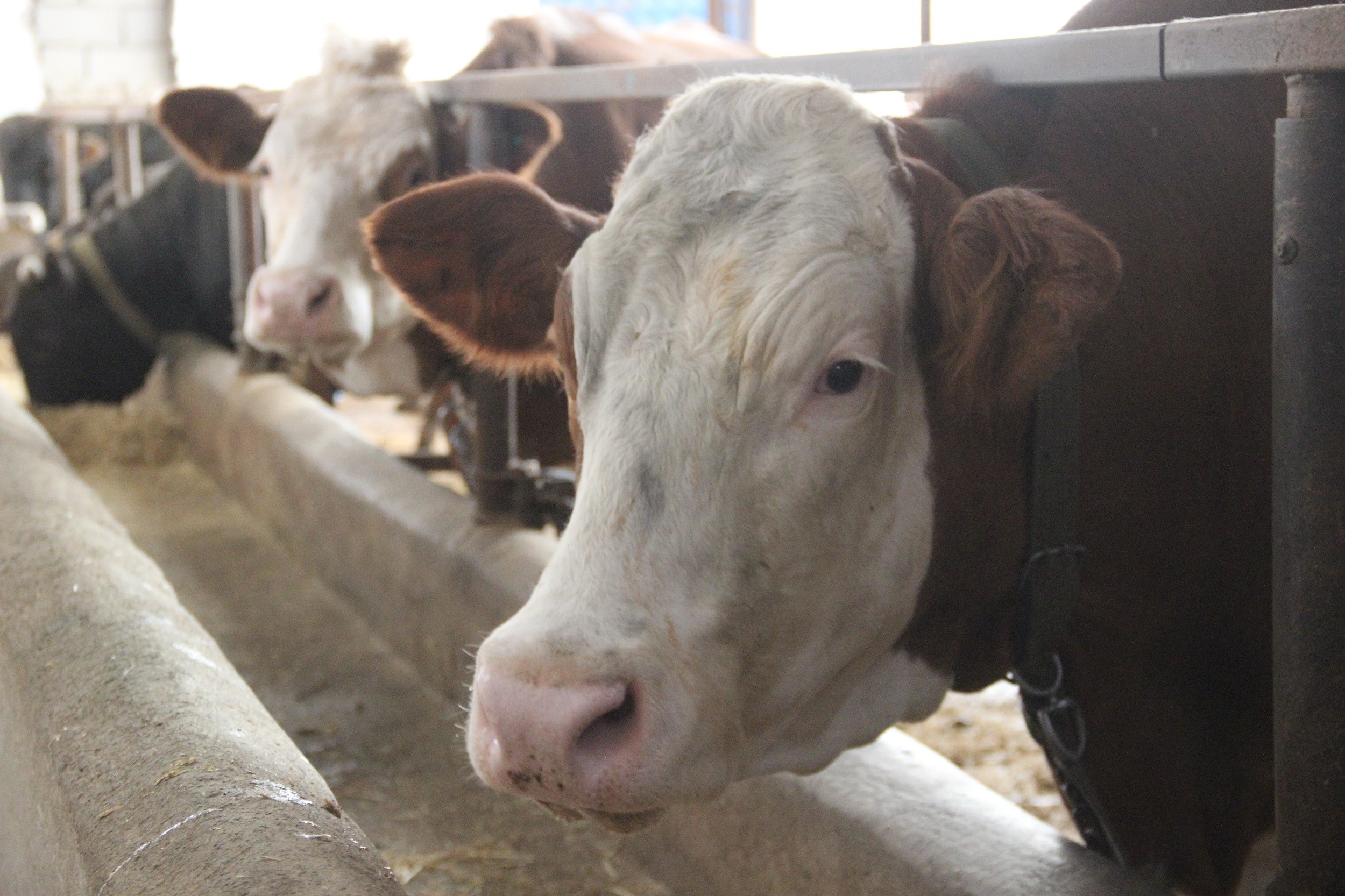 Fiyatıyla dudak uçuklatıyor, görenler gözlerine inanamıyor
