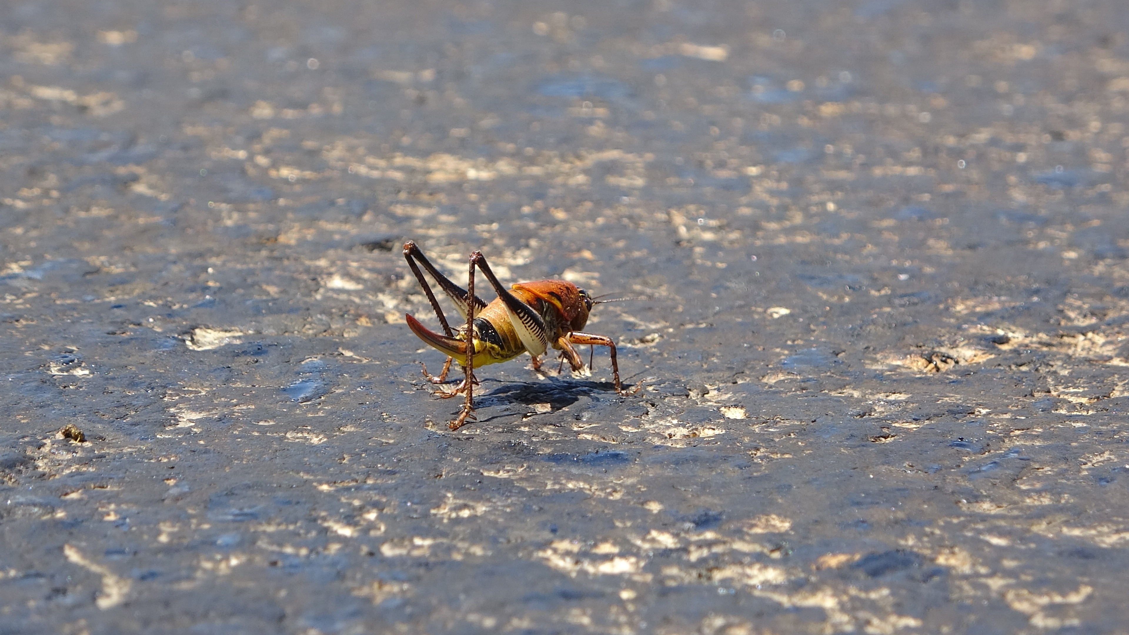Muşlu çiftçilerin çekirge endişesi