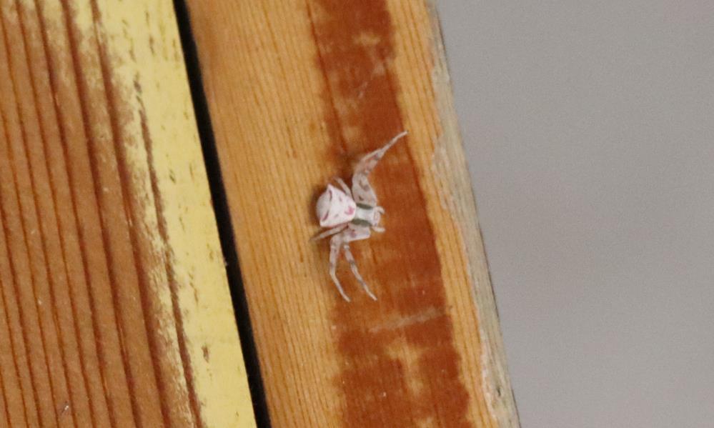 İnsan yüzlü örümcek Türkiye’de 7. kez ortaya çıktı