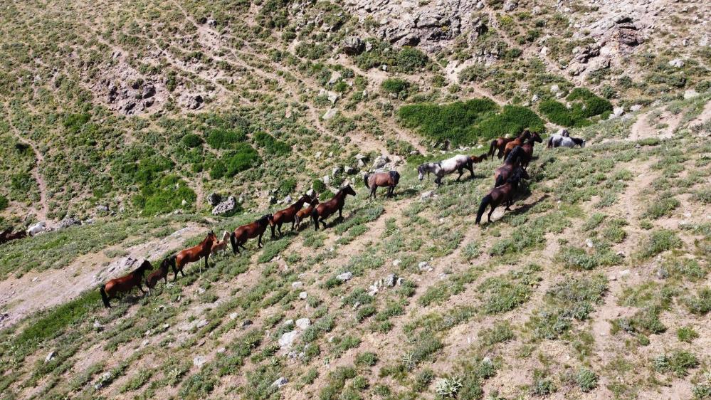 Yılkı atları tüm güzellikleriyle drone ile havadan görüntülendi