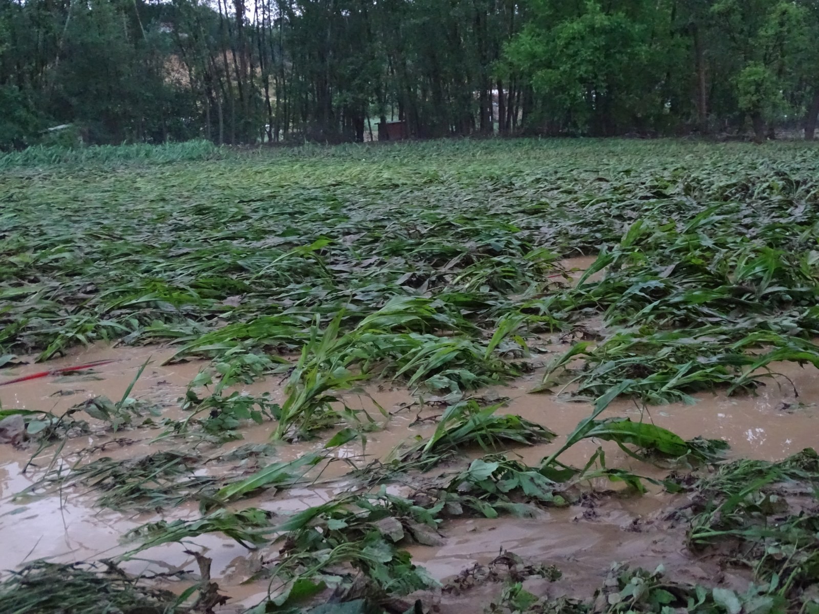 Dereler taştı, tarım arazileri sular altında kaldı