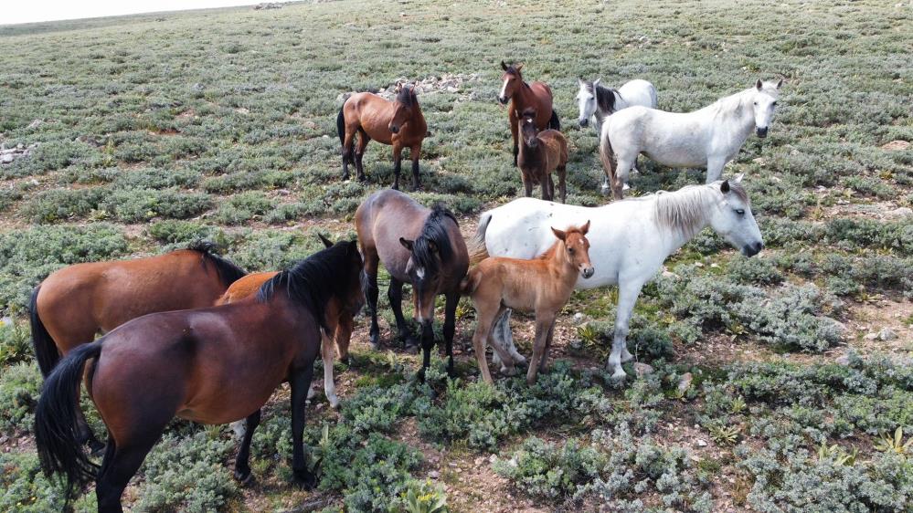 Yılkı atları tüm güzellikleriyle drone ile havadan görüntülendi