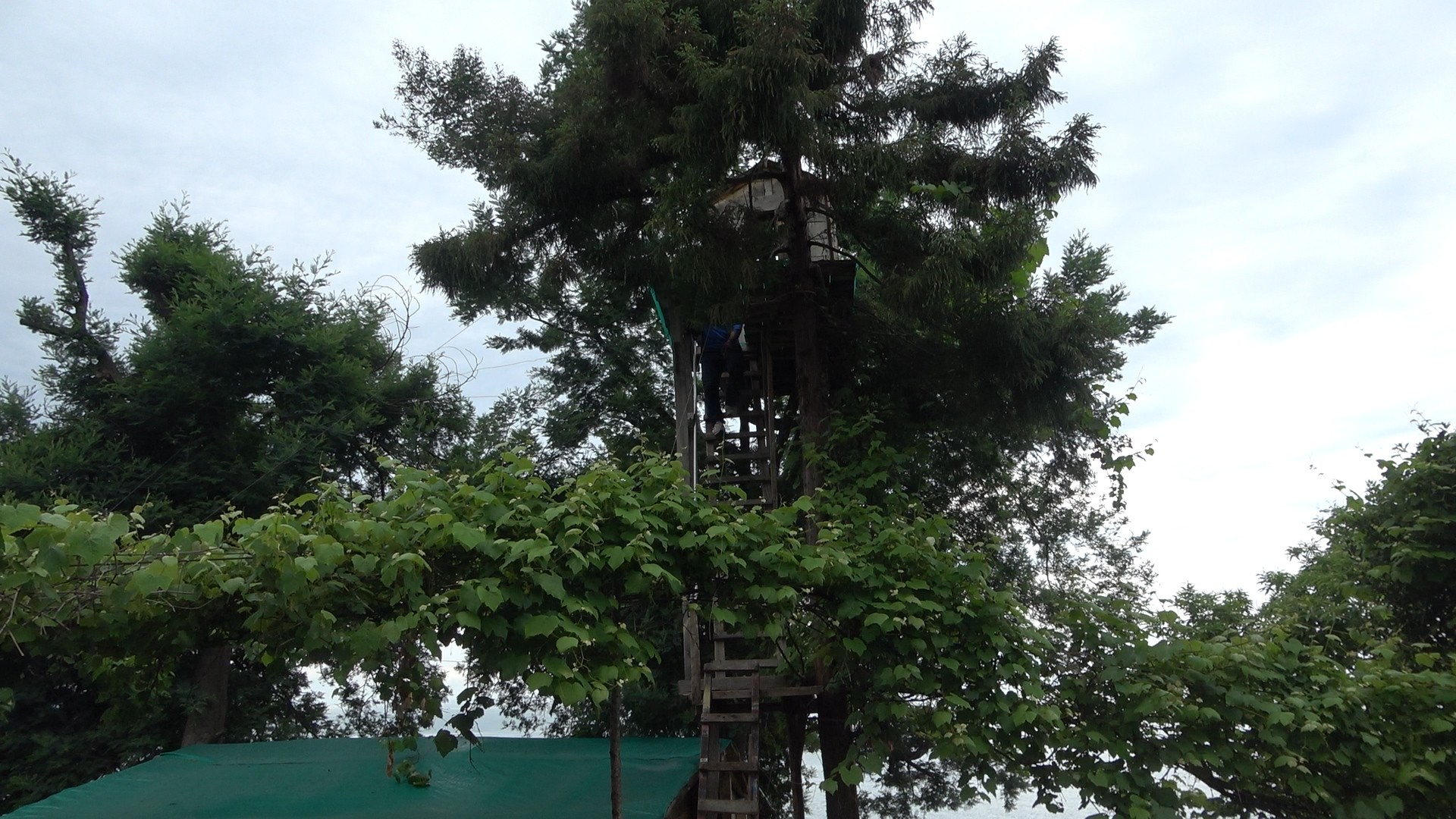 Düştüğü ağaca ev yaptı