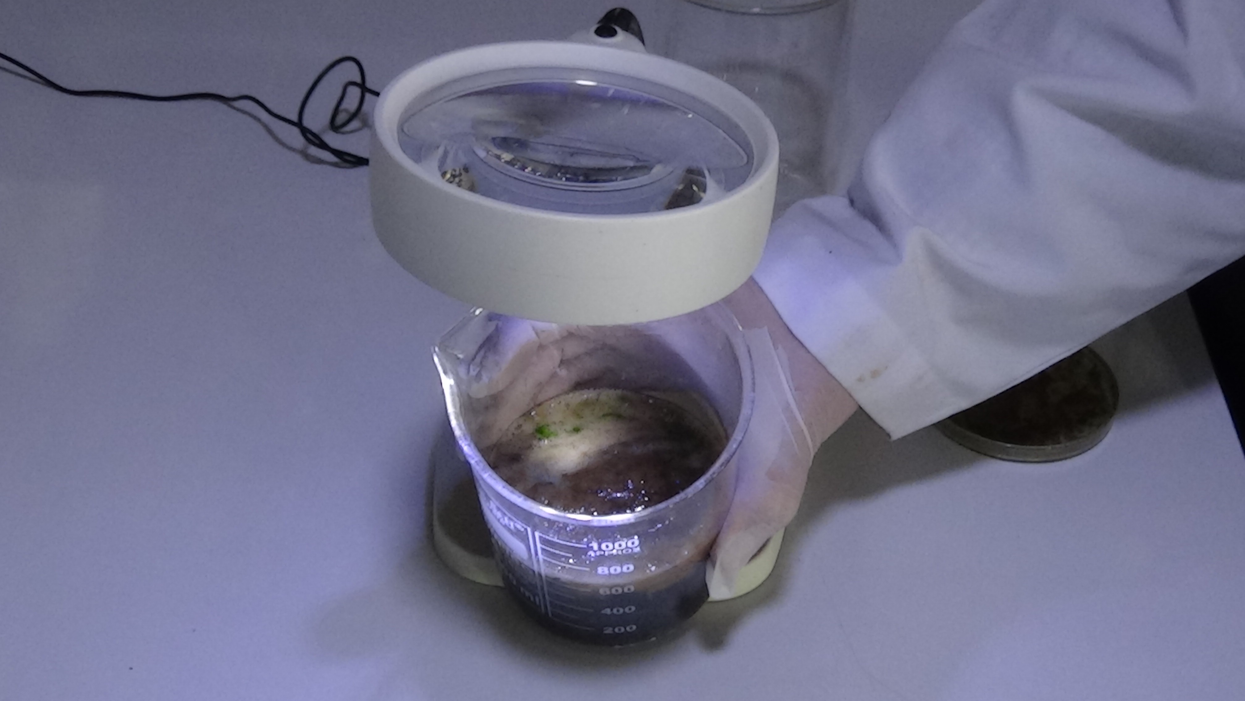 Bu çalışma müsilajı fırsata çevirebilir