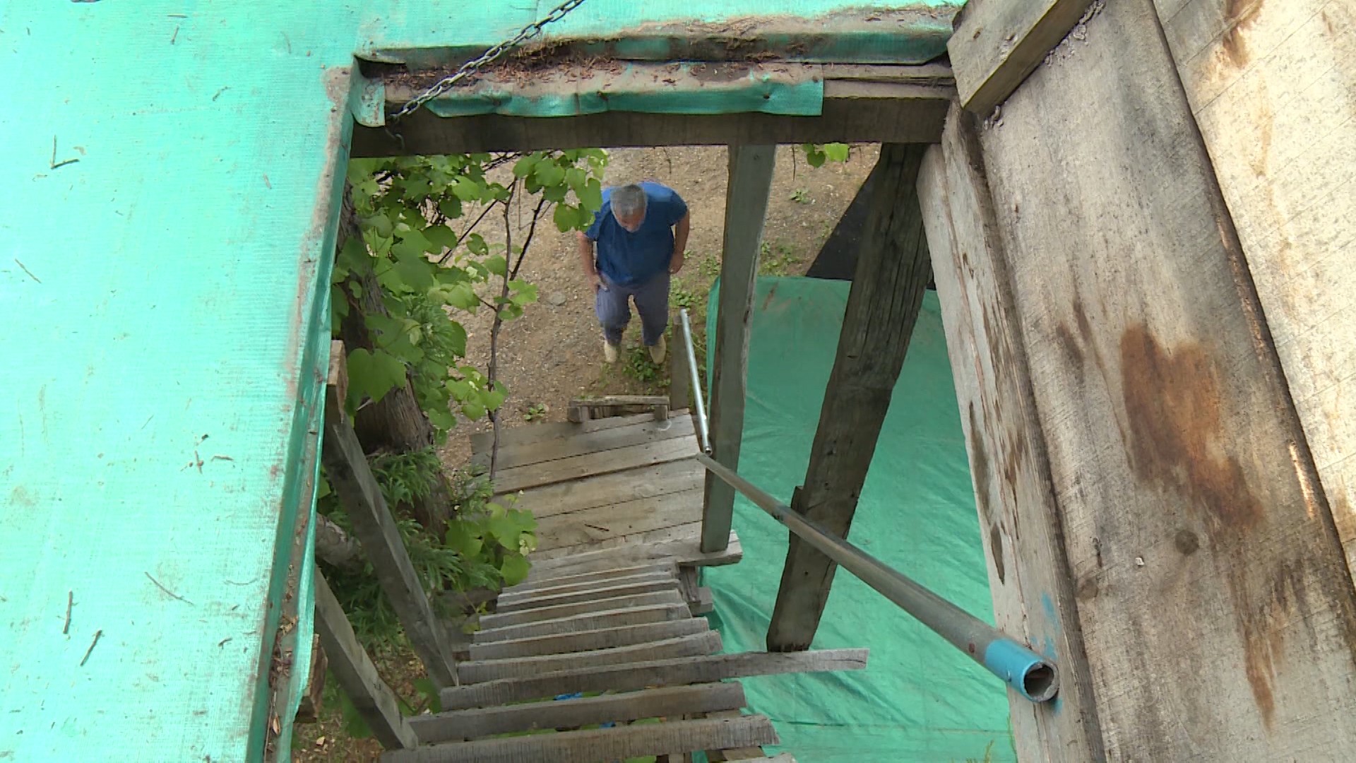 Düştüğü ağaca ev yaptı