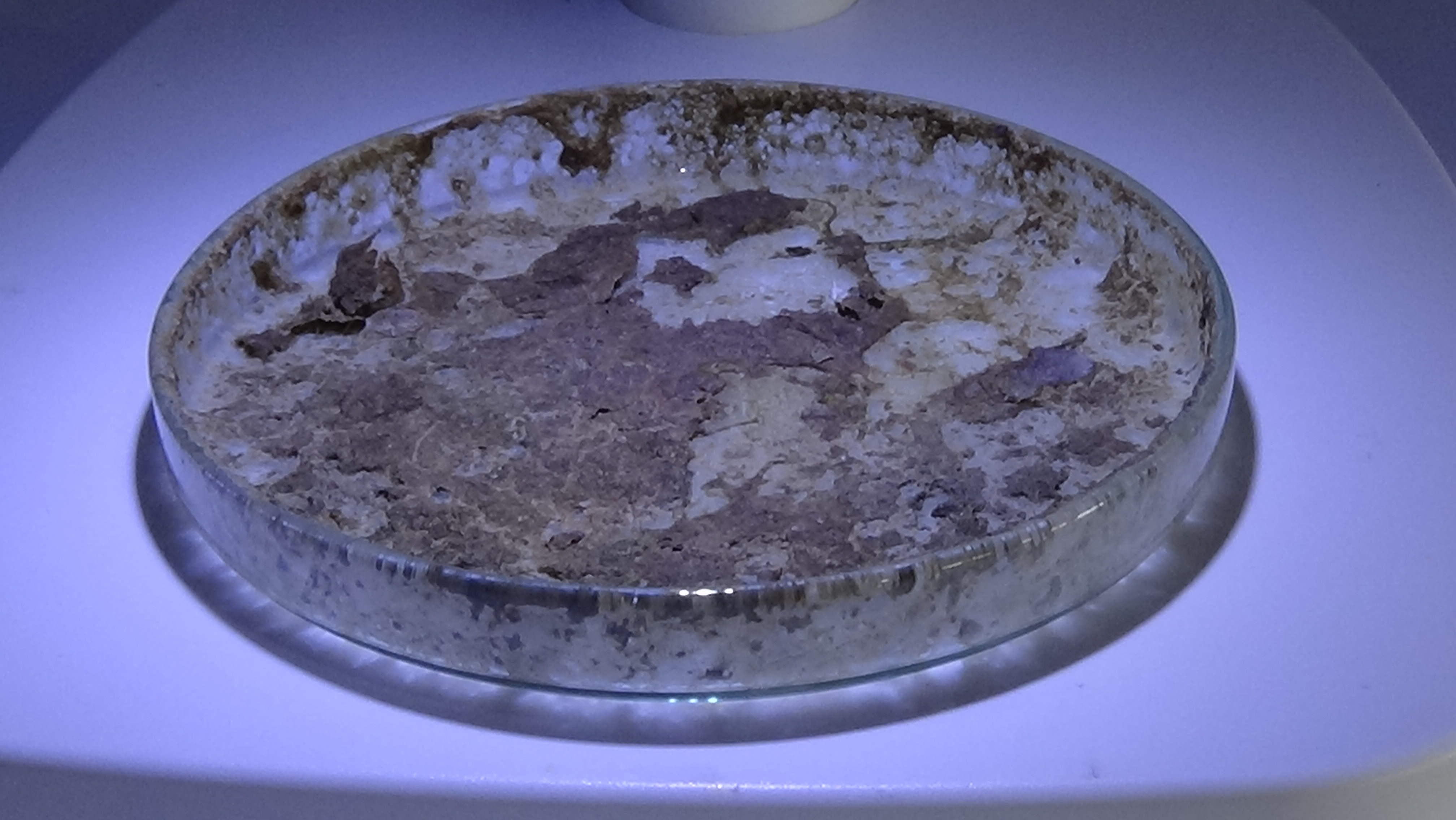 Bu çalışma müsilajı fırsata çevirebilir