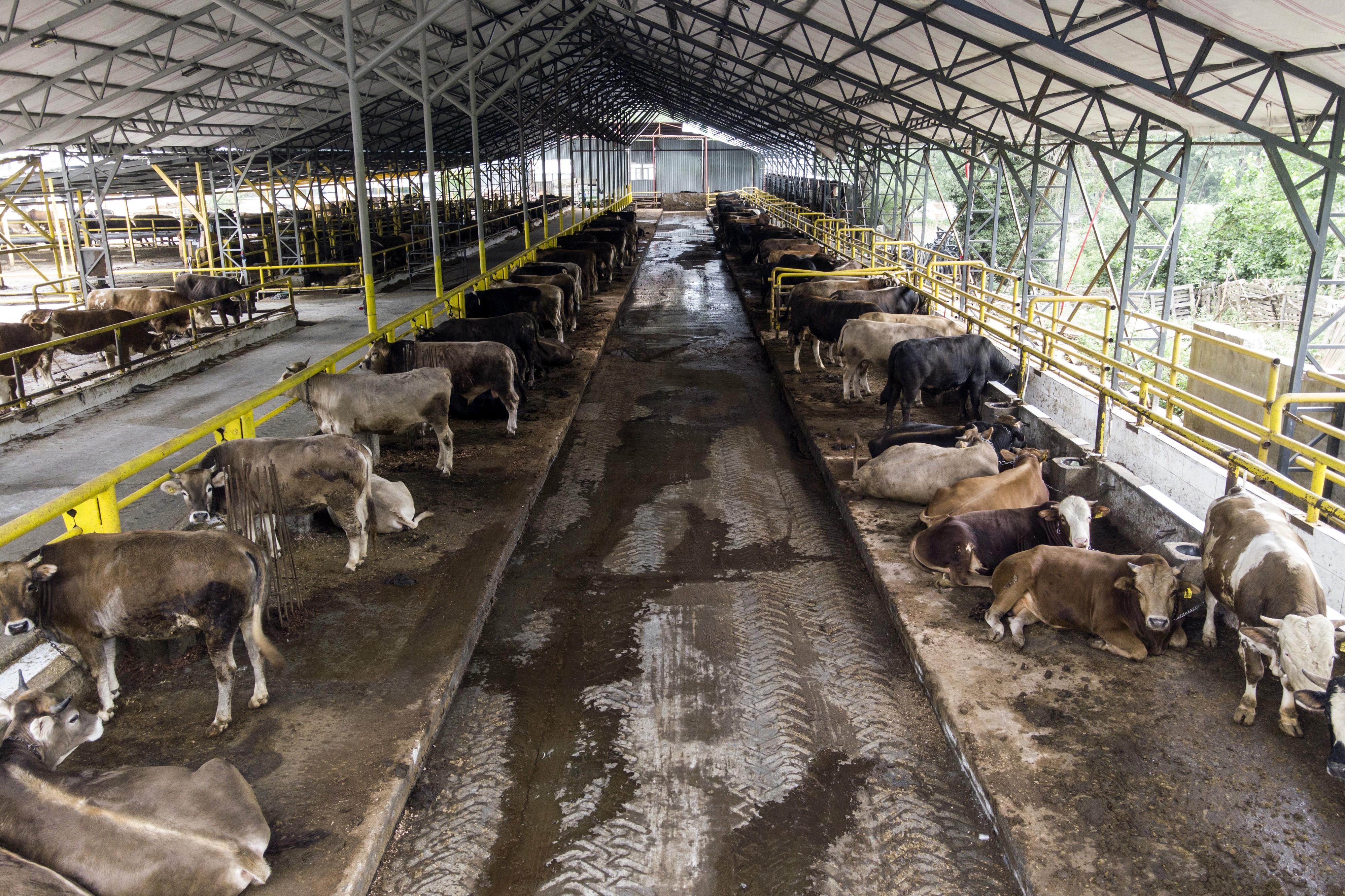 İstanbul’da kurban hareketliliği başladı
