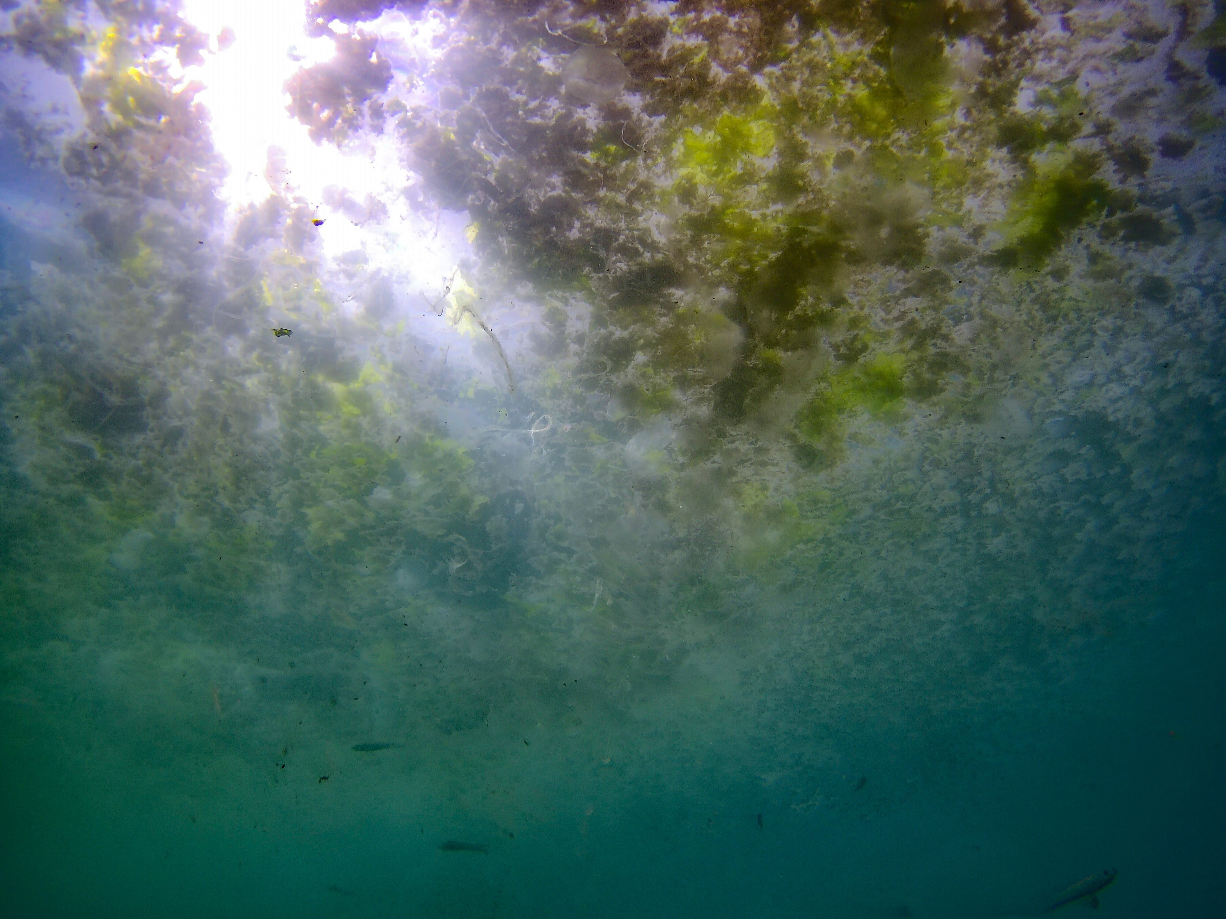 AK Parti Meclis Üyesi Özlem Erol’dan İBB’ye müsilaj eleştirisi