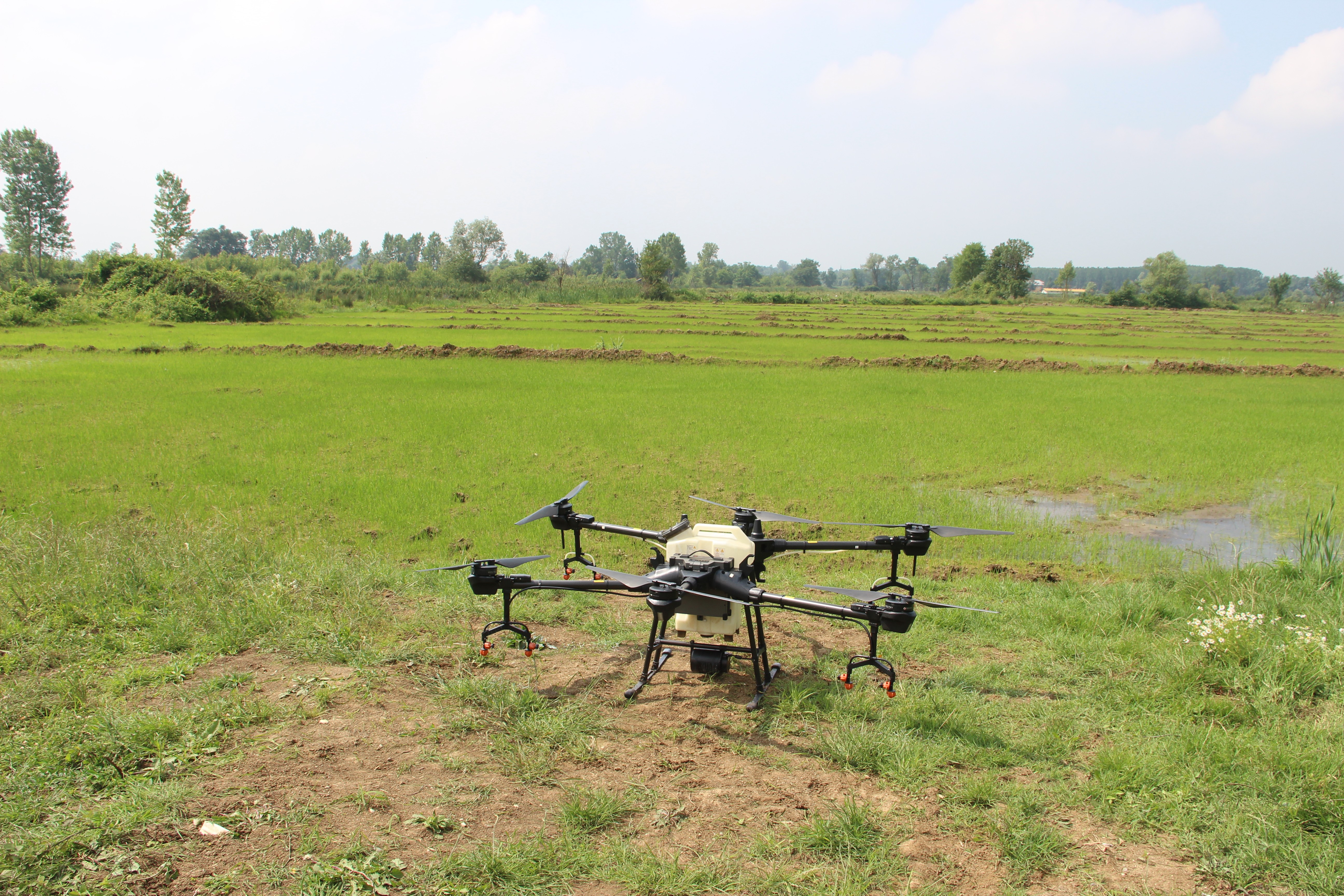 Çeltikte ZİHA dönemi