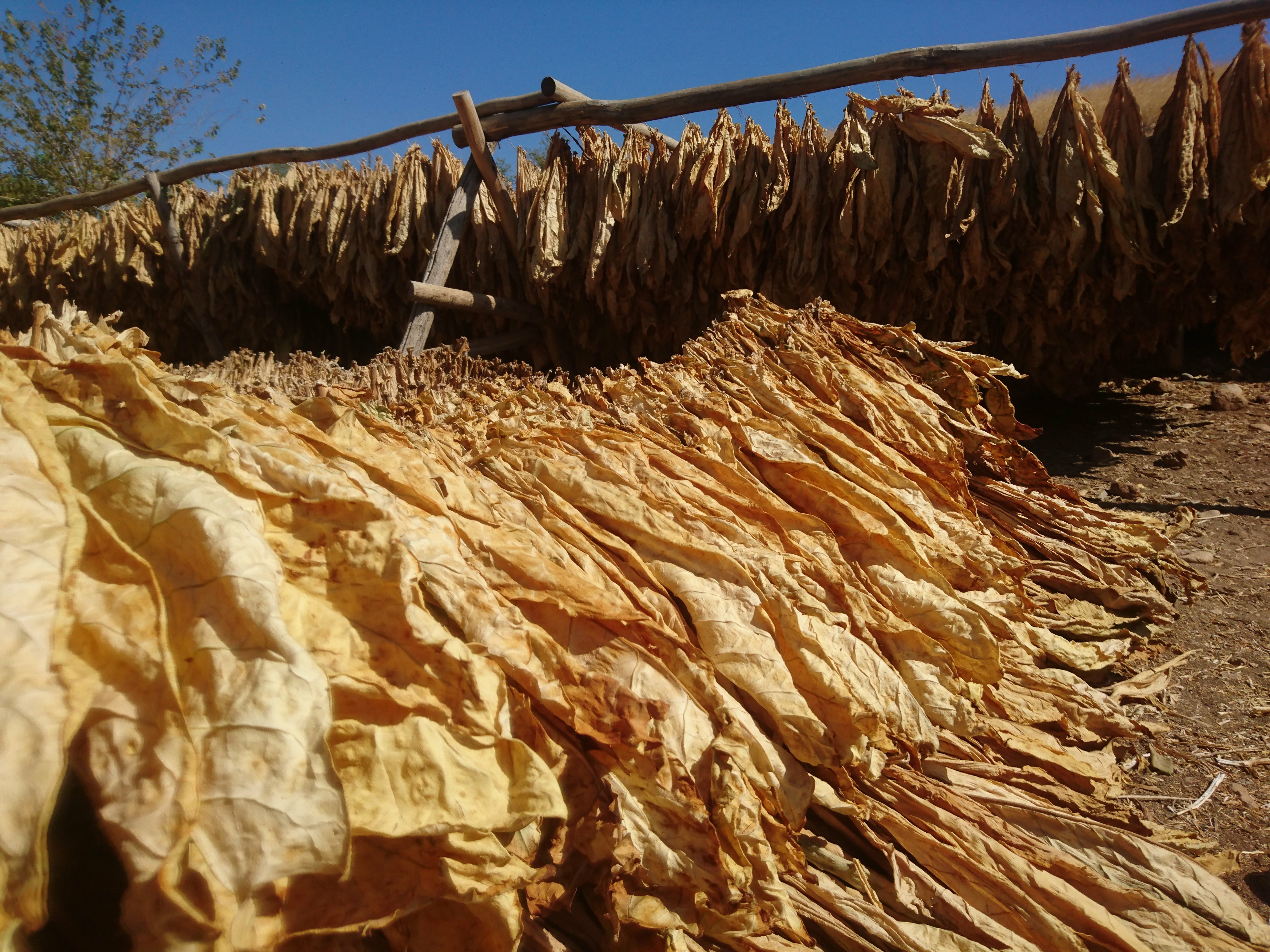 Türkiye, şark tipi tütün üretim ve dış ticaretinde dünya liderliğini koruyor