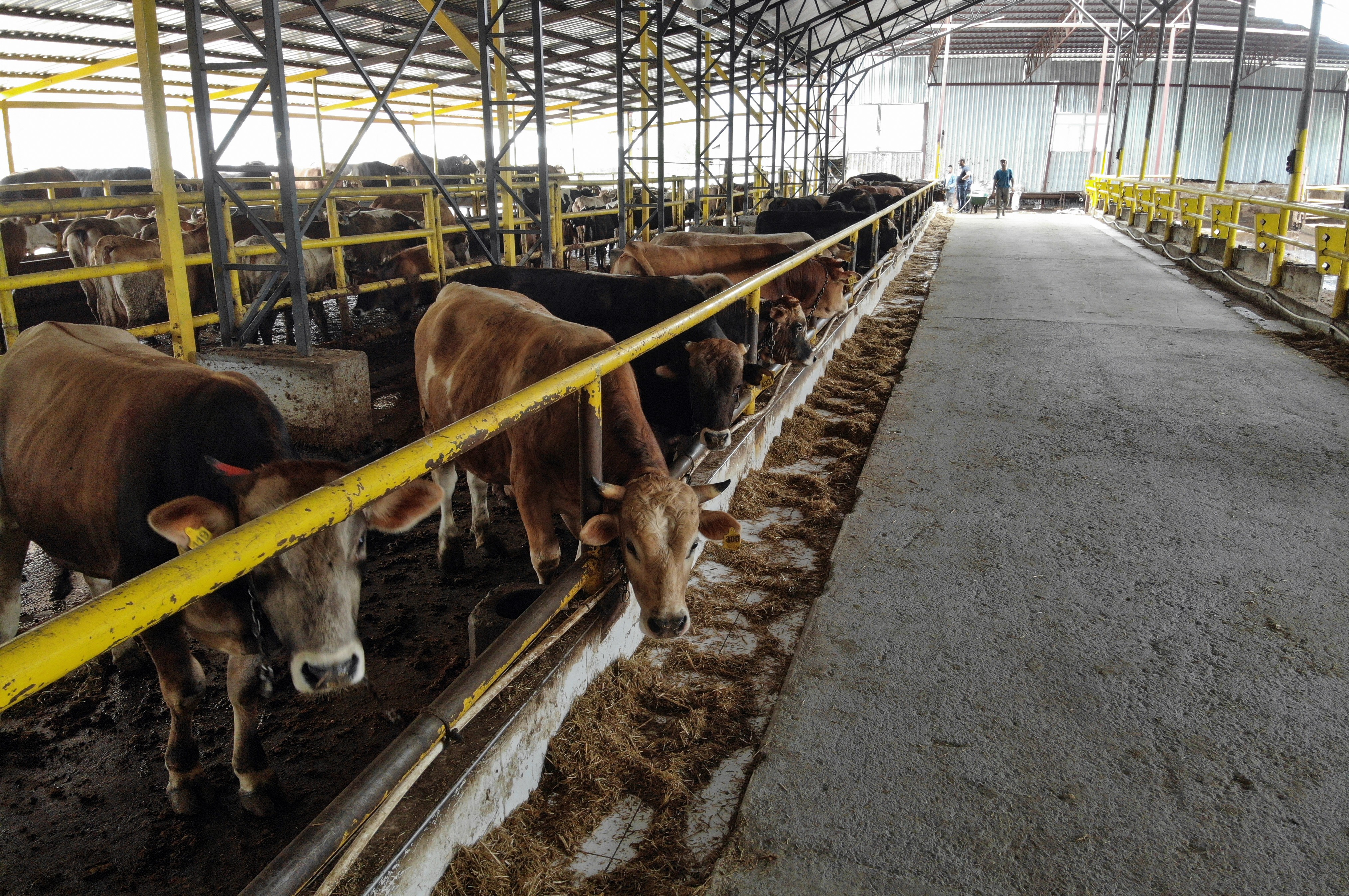 İstanbul’da kurban hareketliliği başladı