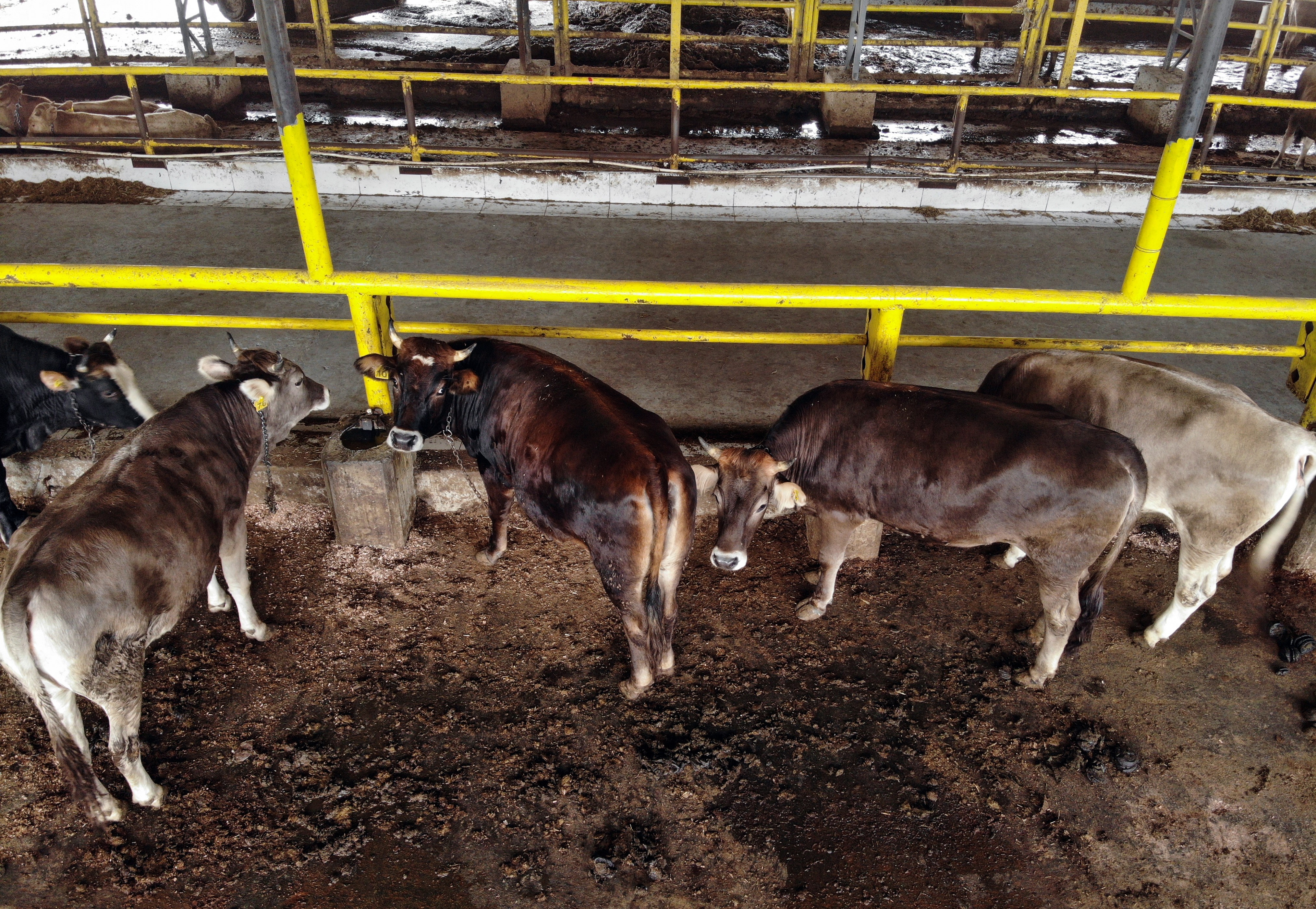 İstanbul’da kurban hareketliliği başladı