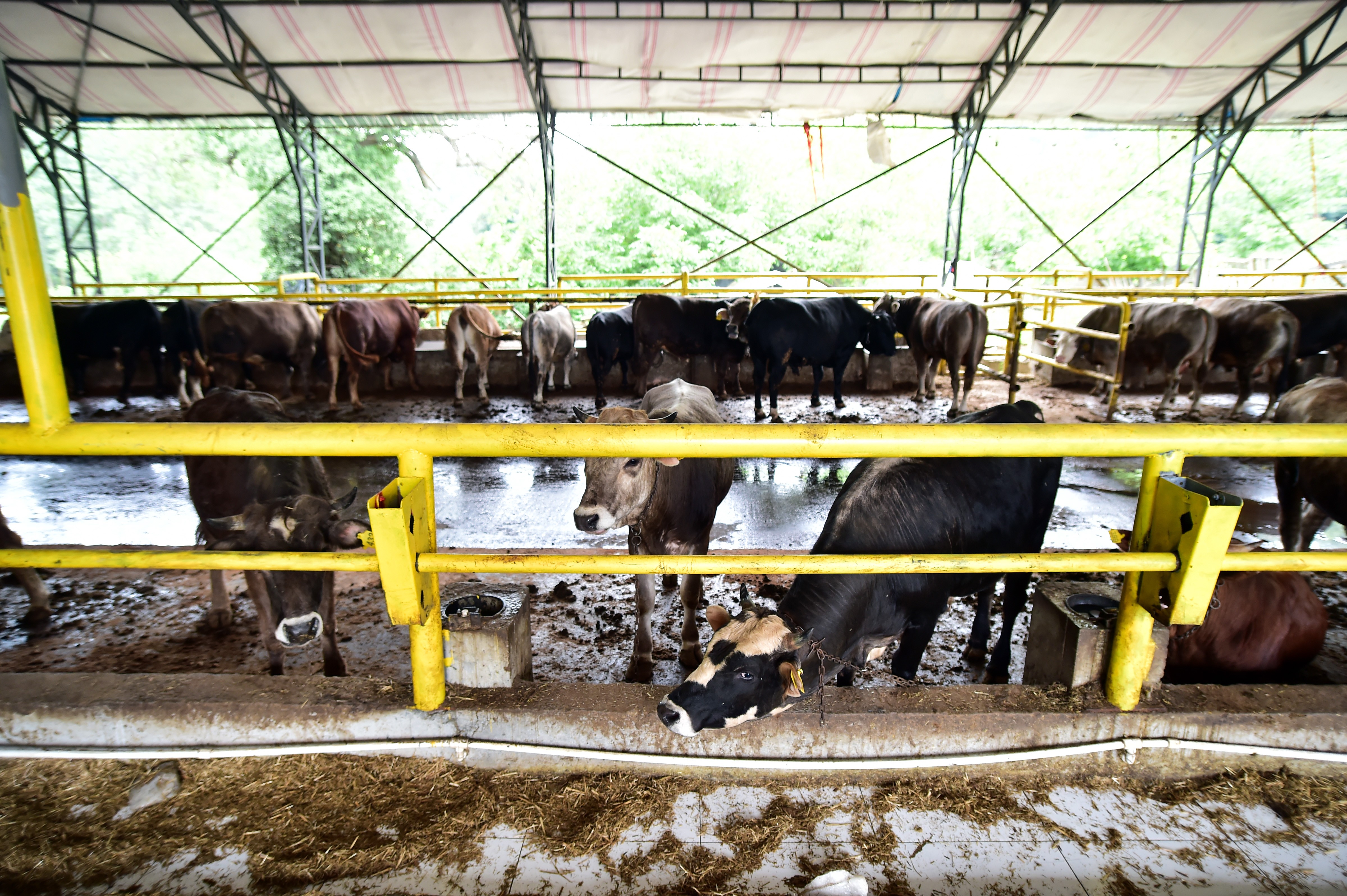 İstanbul’da kurban hareketliliği başladı