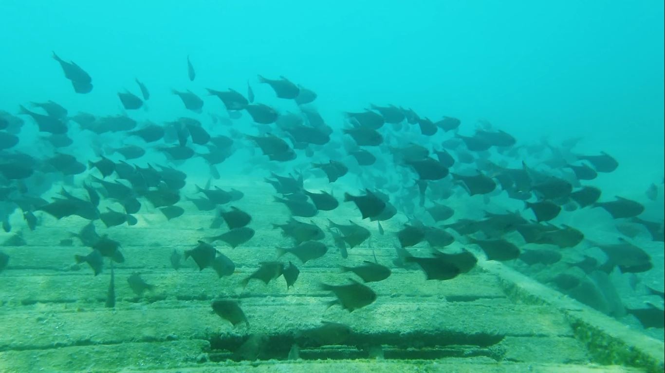 Dünyaca ünlü sahilde Kızıldeniz'den gelen üçgen balıklarının görsel şöleni