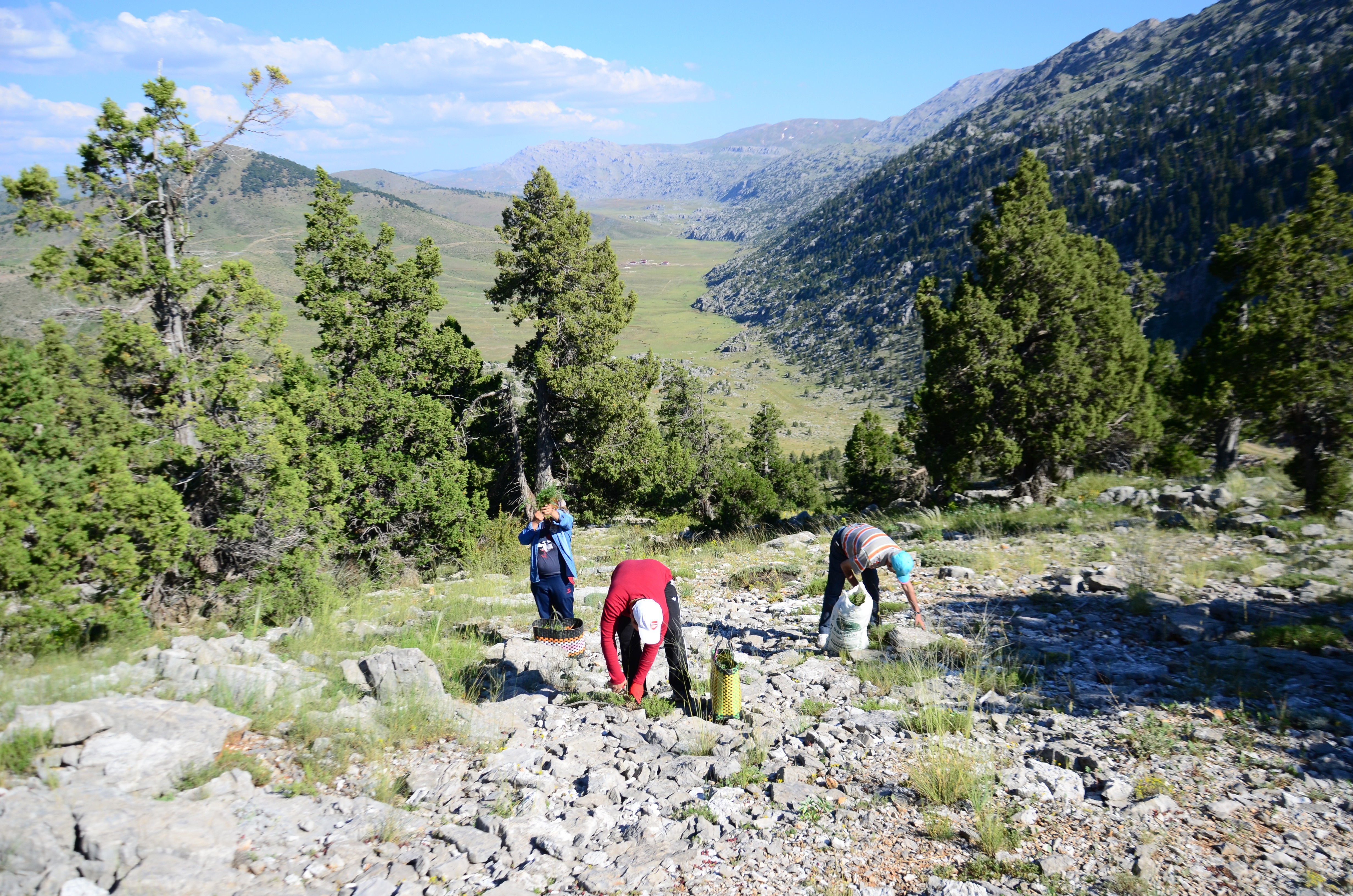 Toros Dağları'nın kekiği her derde deva