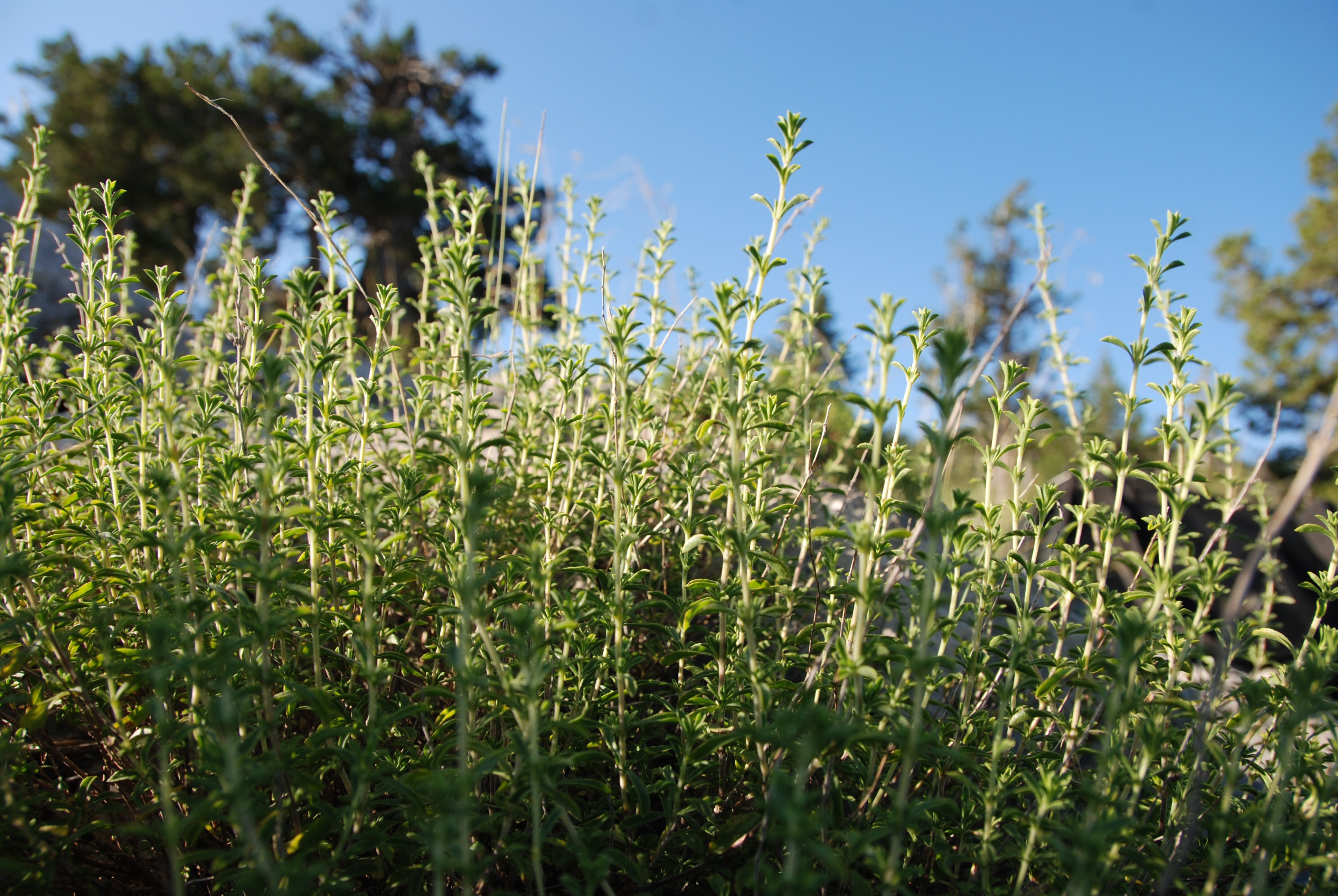 Toros Dağları'nın kekiği her derde deva