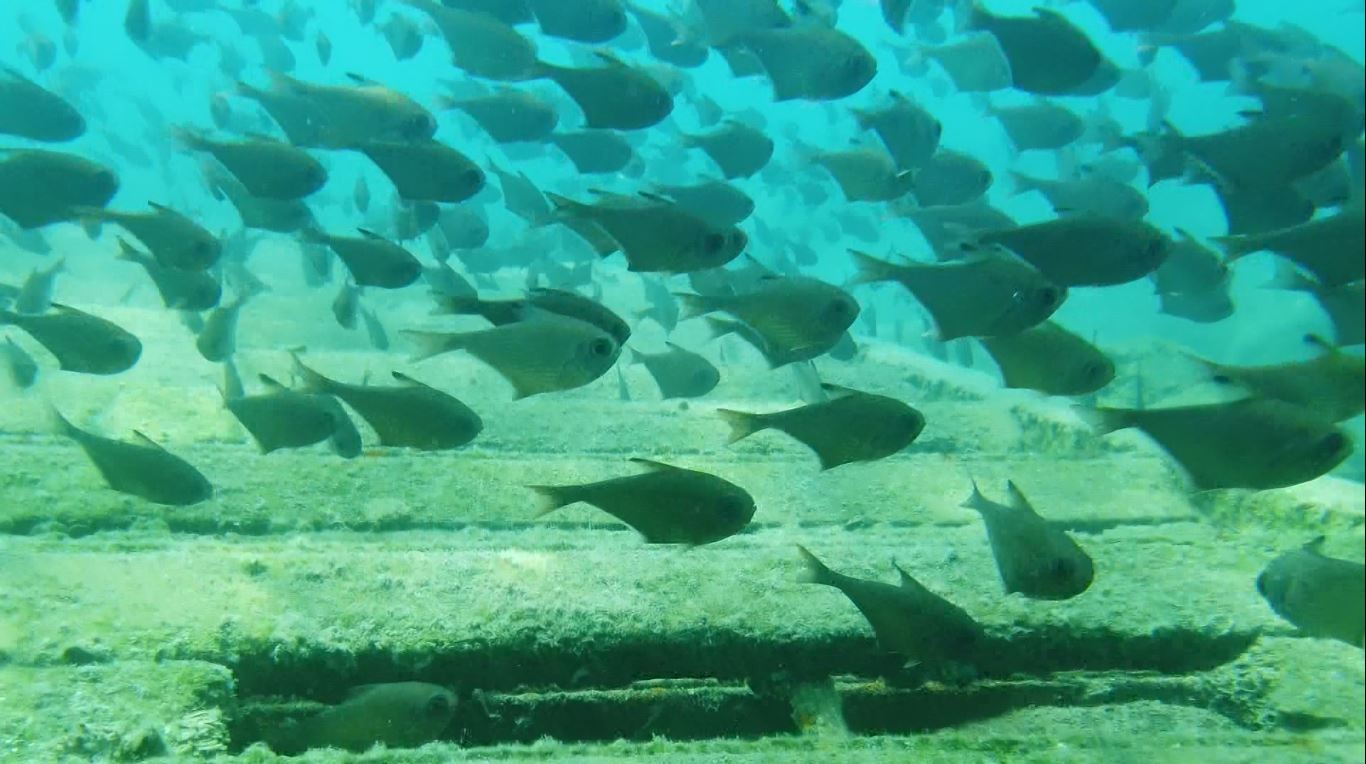 Dünyaca ünlü sahilde Kızıldeniz'den gelen üçgen balıklarının görsel şöleni