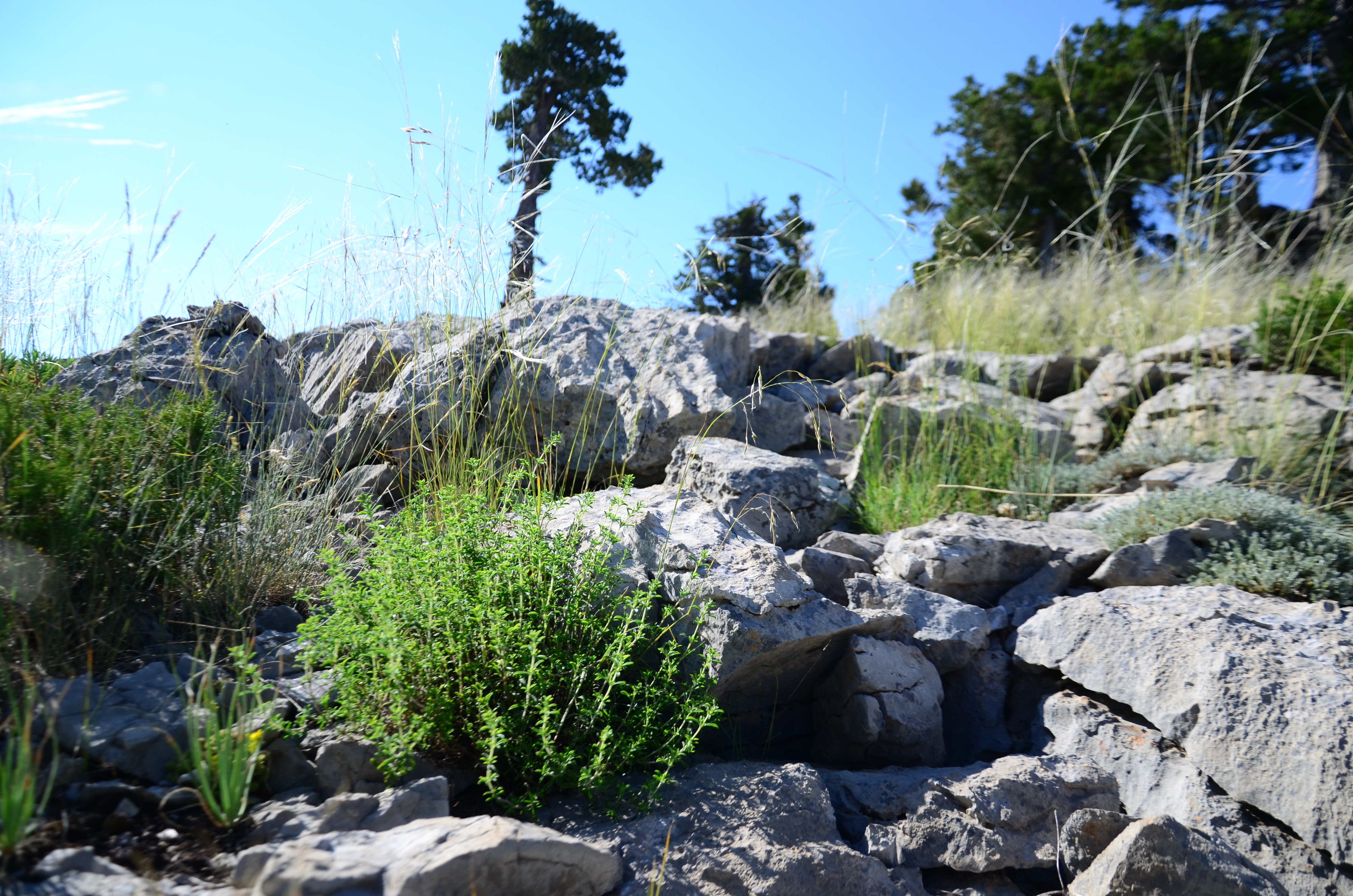 Toros Dağları'nın kekiği her derde deva