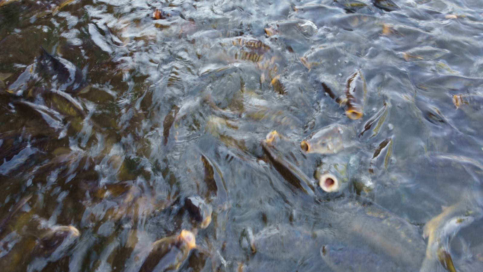 Afyonkarahisar’ın küçük saklı cenneti ‘İnli Balıklı Gölü’