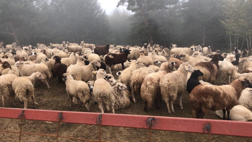 Sahte icra çetesinden 150 milyonluk vurgun