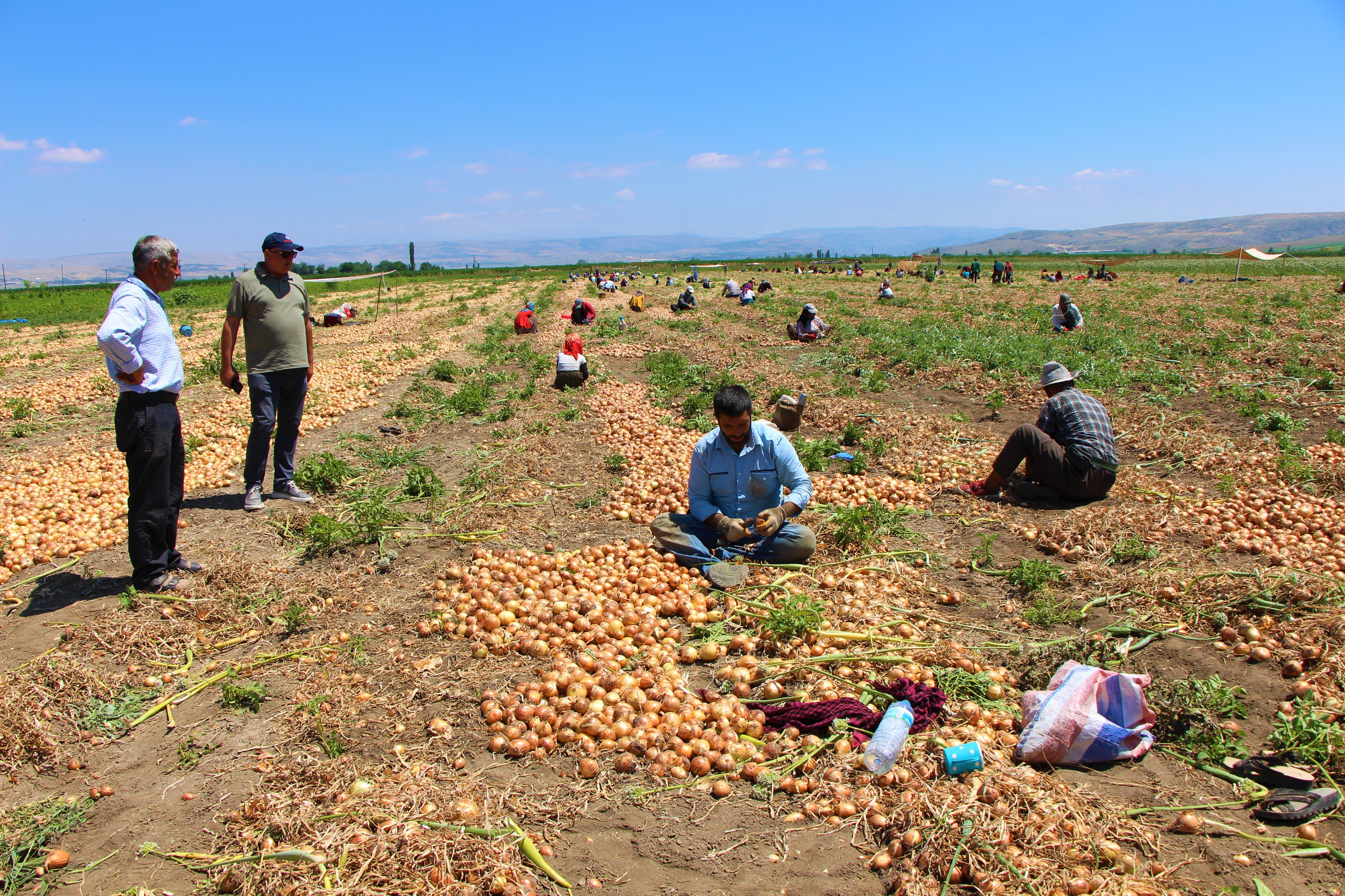 Tarlada soğanın fiyatı sudan ucuz