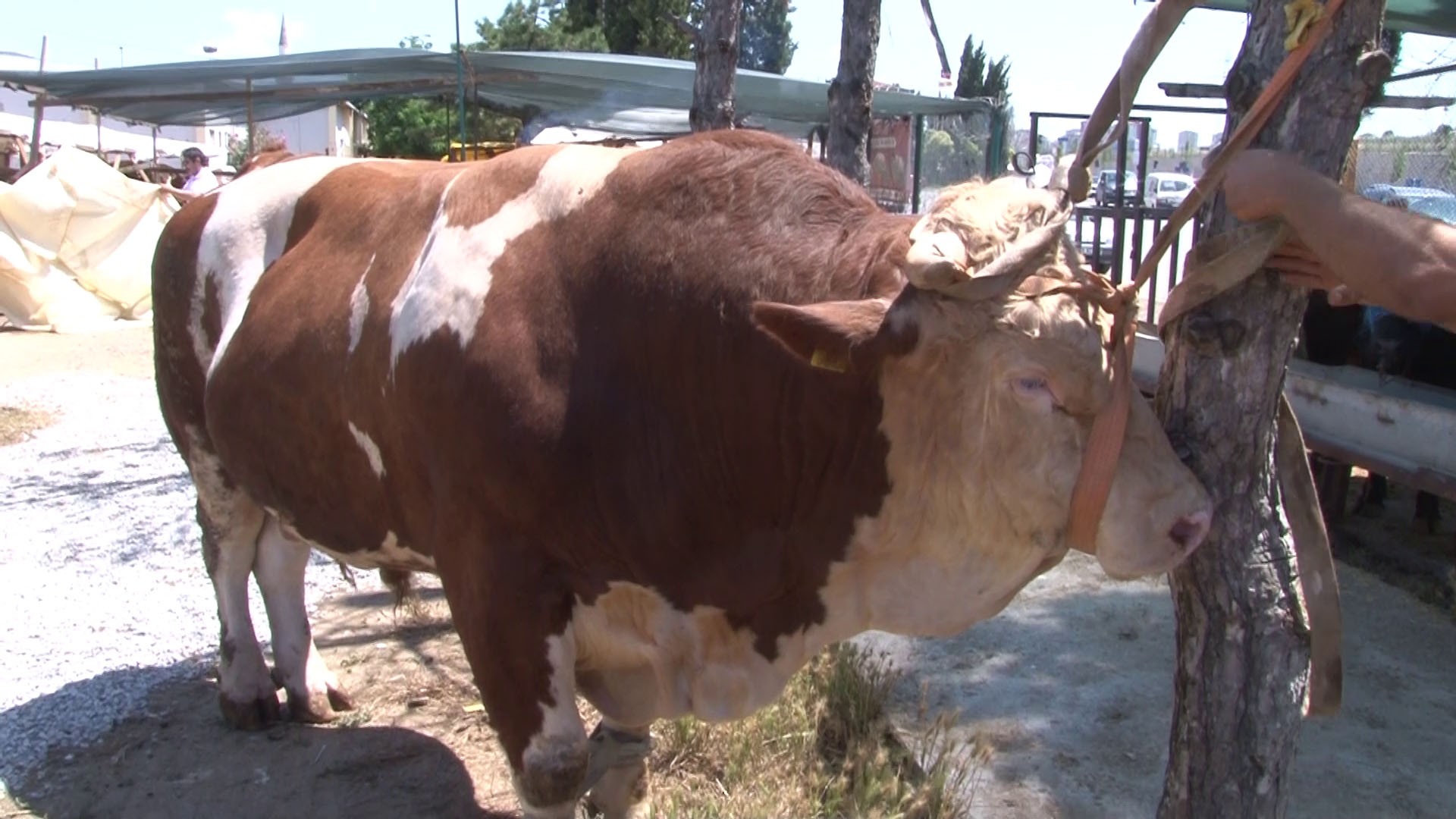 Tuzla'daki kurban pazarının gözdesi 1.5 tonluk 'Minik' alıcısını bekliyor