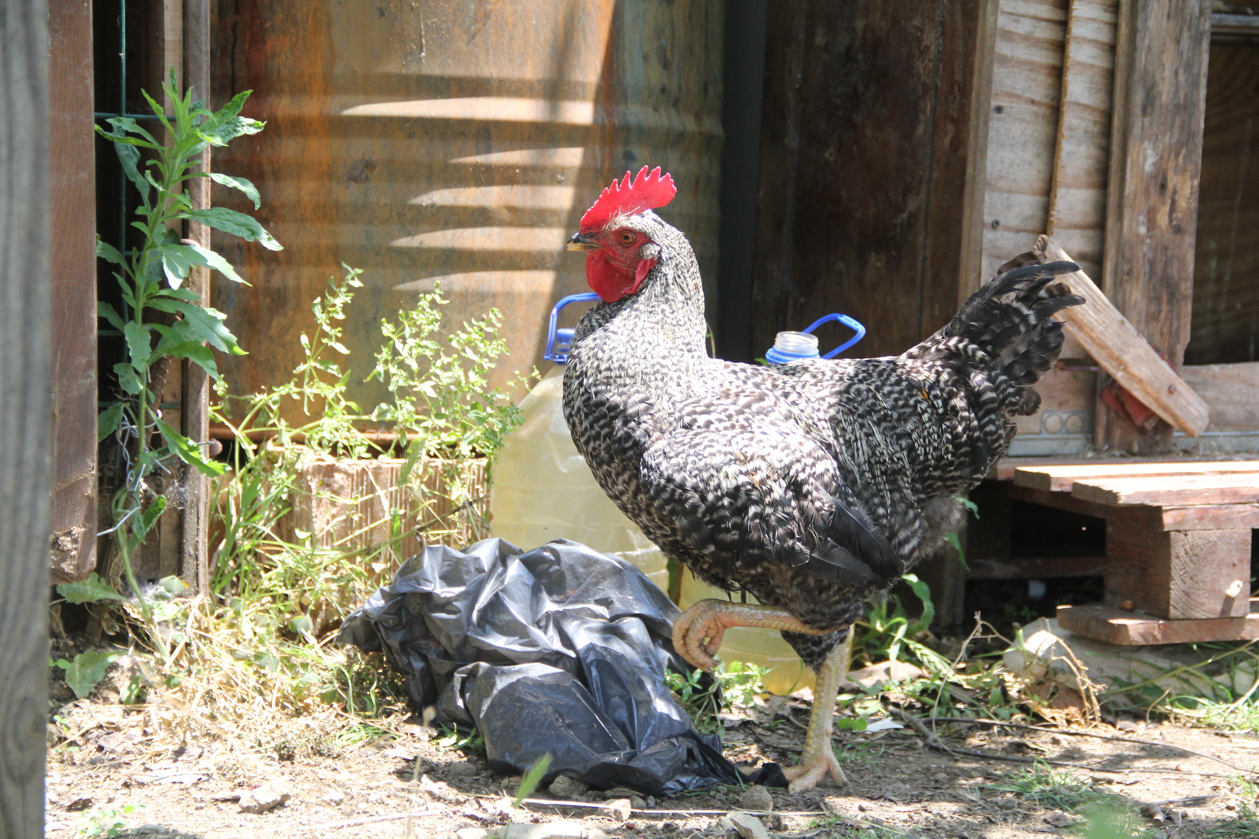 Sinop’ta 2 aydır yumurtlayan horoz sahibini şaşırttı